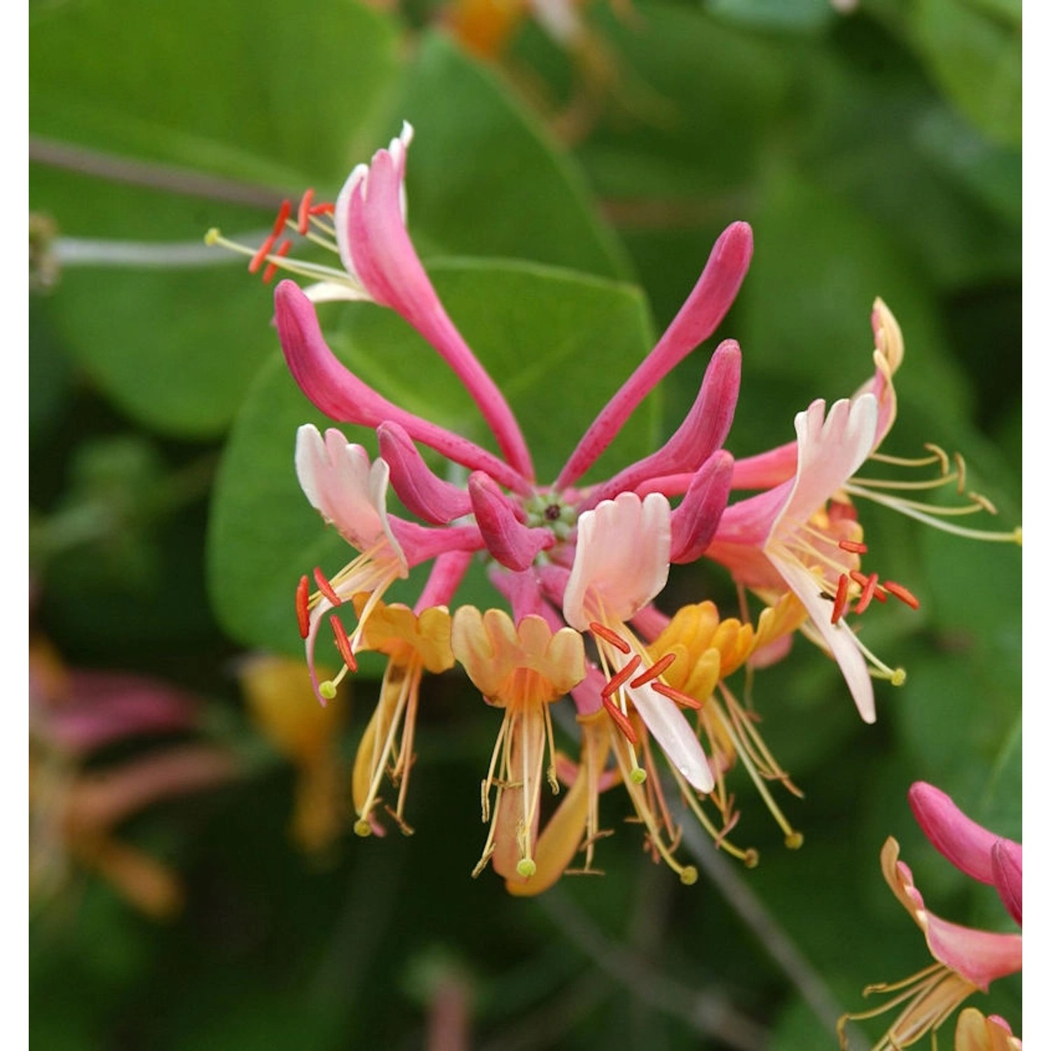 Feuer Geißschlinge 80-100cm - Lonicera heckrottii günstig online kaufen