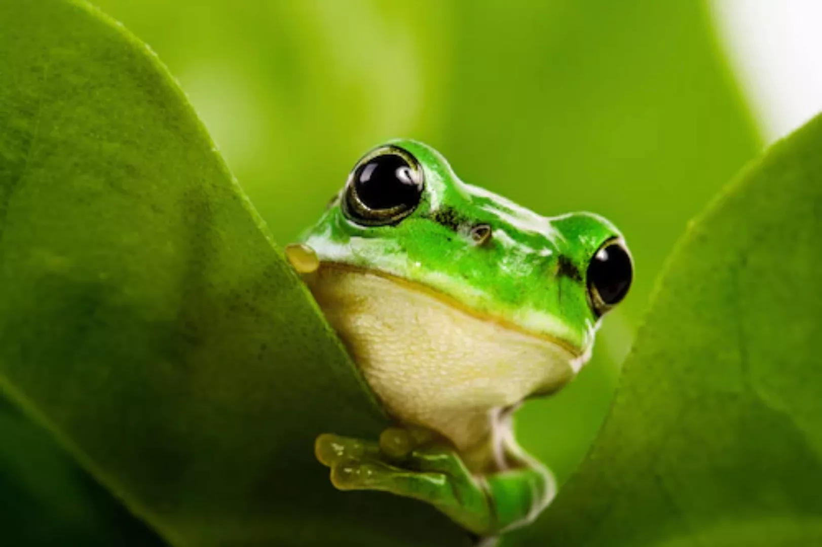 Papermoon Fototapete »Frosch auf Blatt« günstig online kaufen