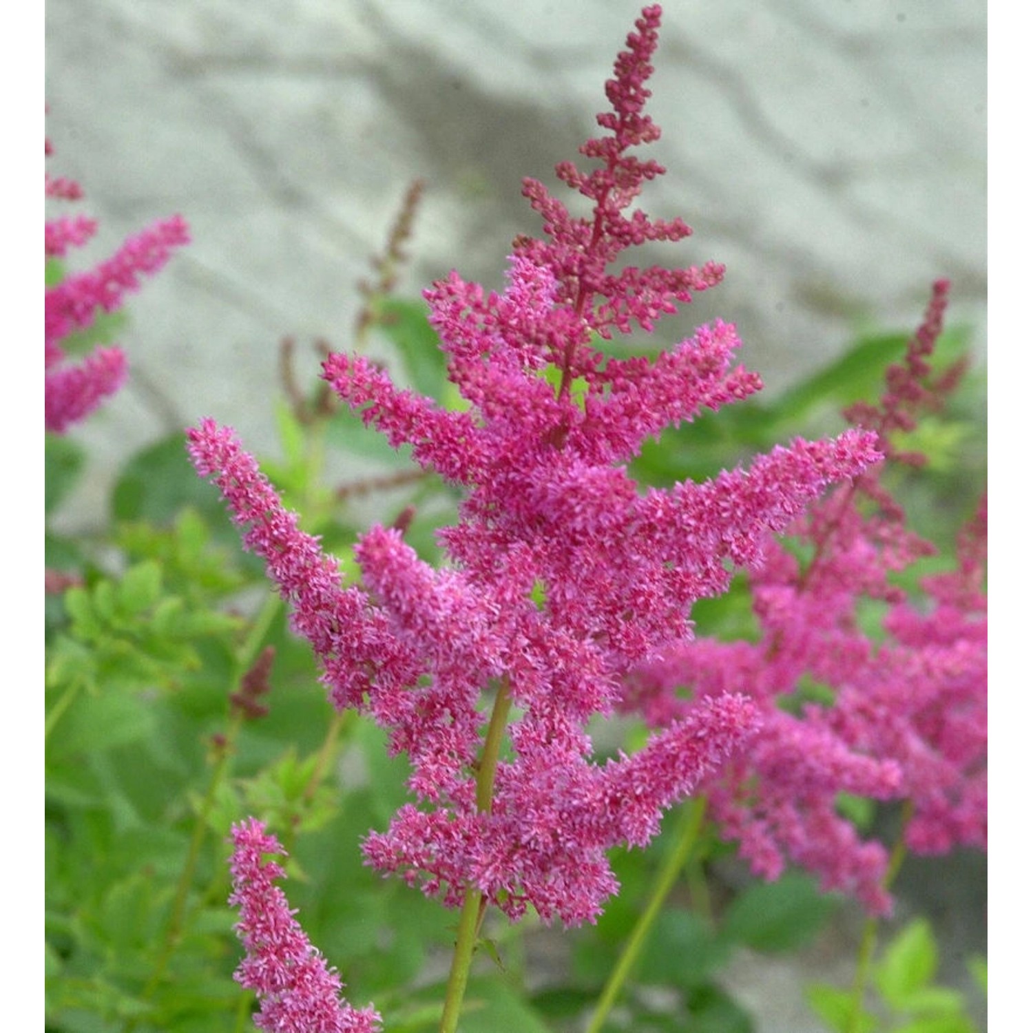 Prachtspiere Rheinland - Astilbe cultorum günstig online kaufen