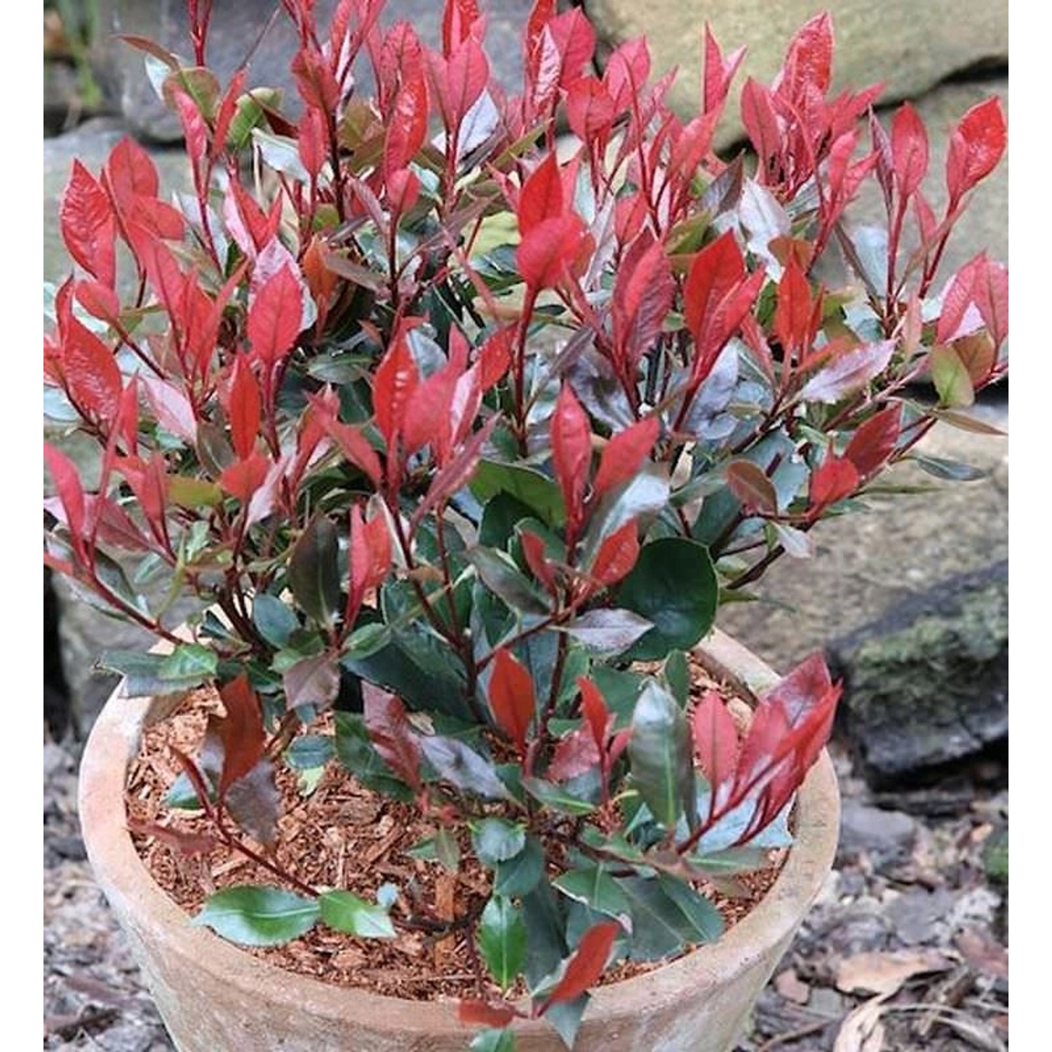 Glanzmispel Little Red Robin 40-60cm - Photinia fraseri günstig online kaufen