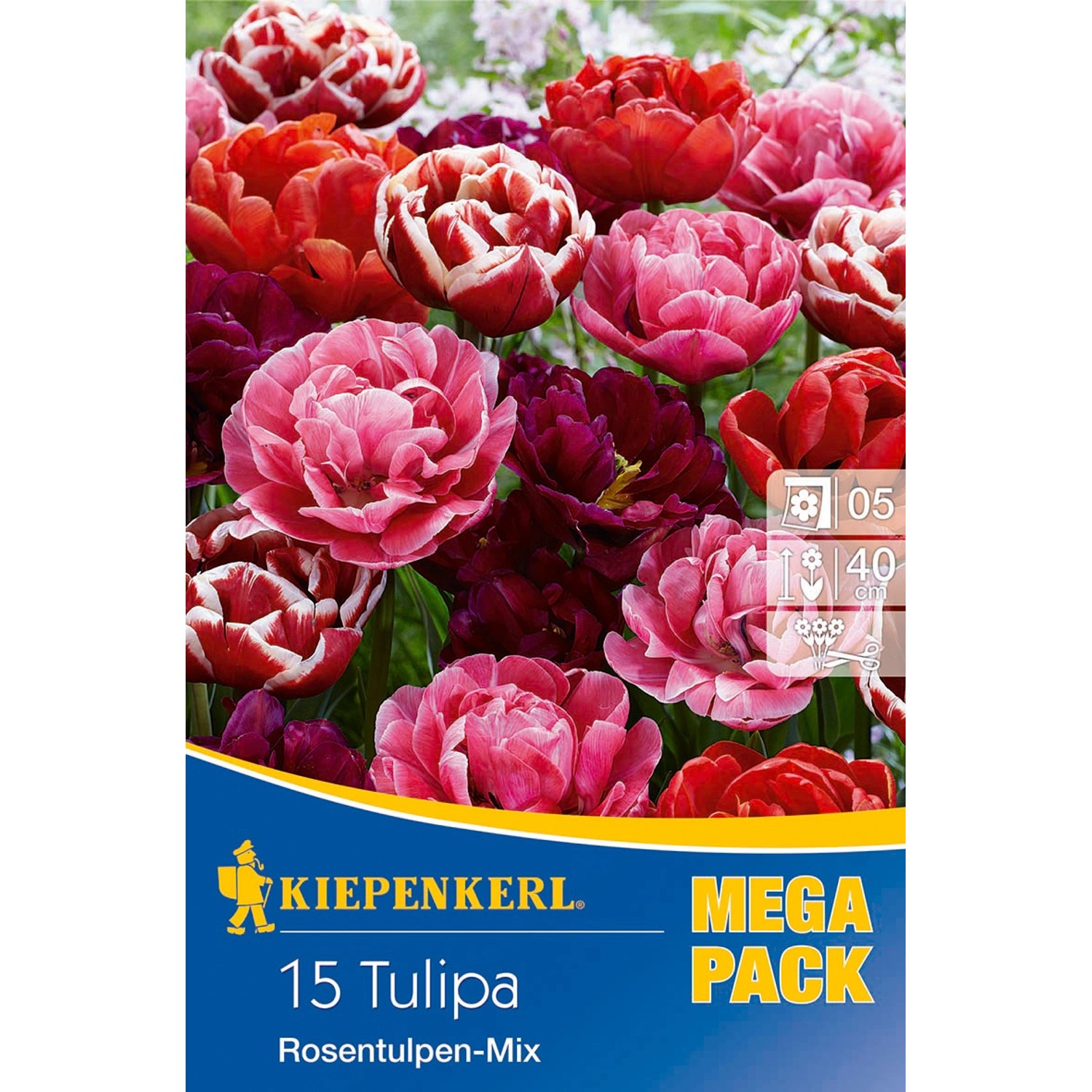 Kiepenkerl Blumenzwiebeln Tulpen Rosentulpen-Mix 15 Stück Tulipa x hybrida günstig online kaufen