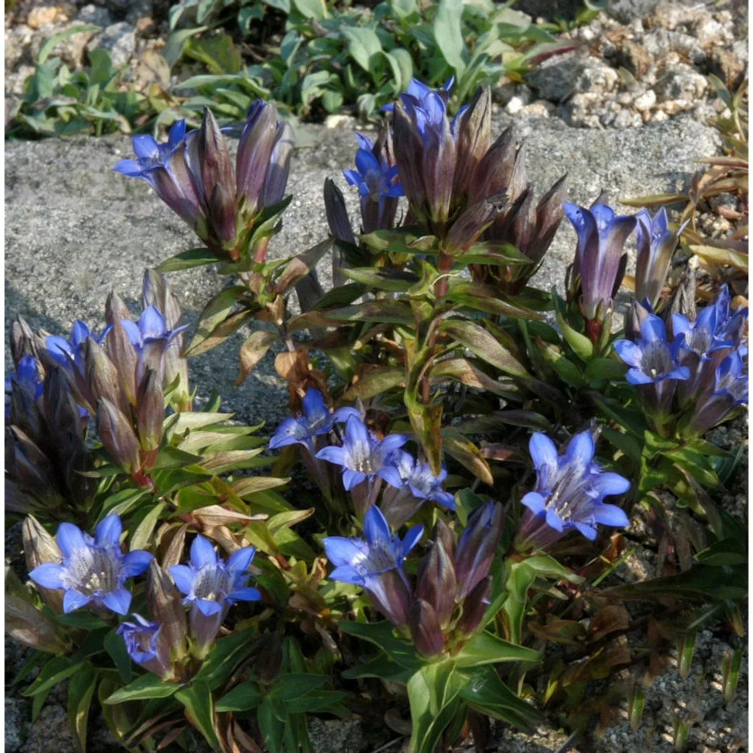 Kaukasus-Enzian - Gentiana septemfida günstig online kaufen