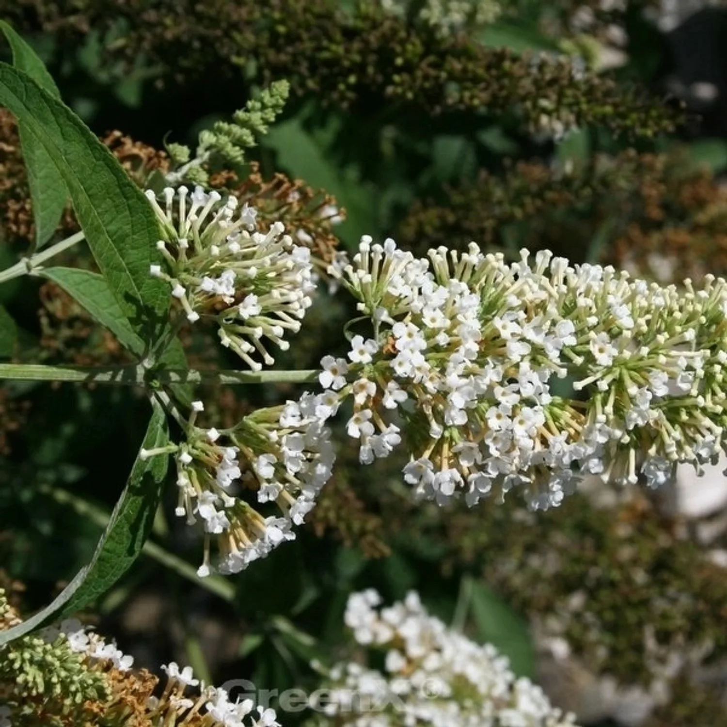 Zwergflieder Reve de Papillon White 60-80cm - Buddleja günstig online kaufen