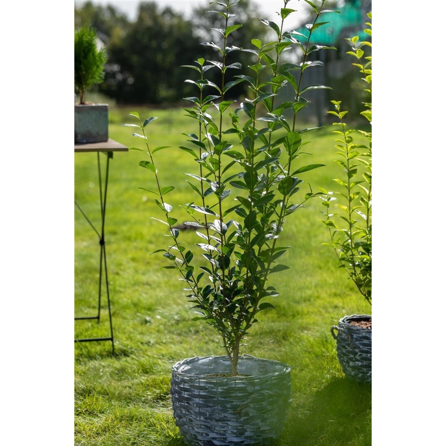 Ligustrum ovalifolium 80-100 cm günstig online kaufen