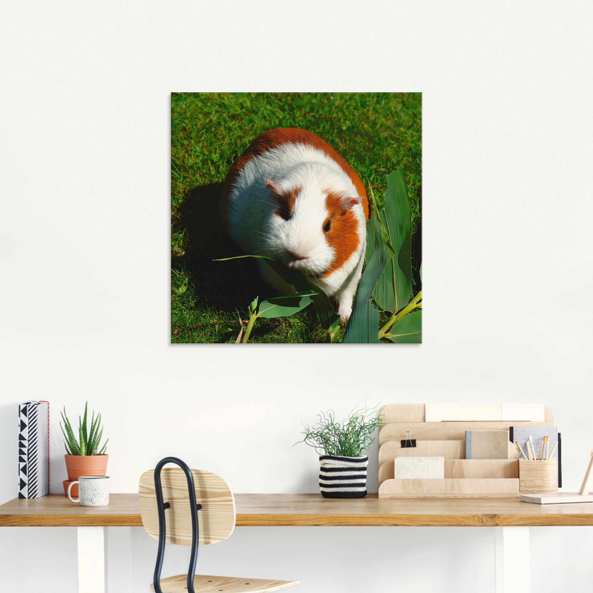Artland Glasbild "Orange weißes Meerschweinchen", Haustiere, (1 St.), in ve günstig online kaufen