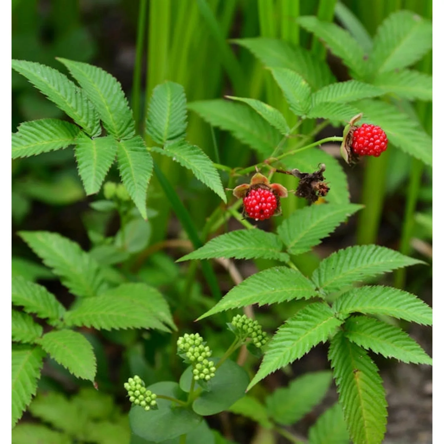 Erdbeerhimbeere - Rubus illecebrosus günstig online kaufen