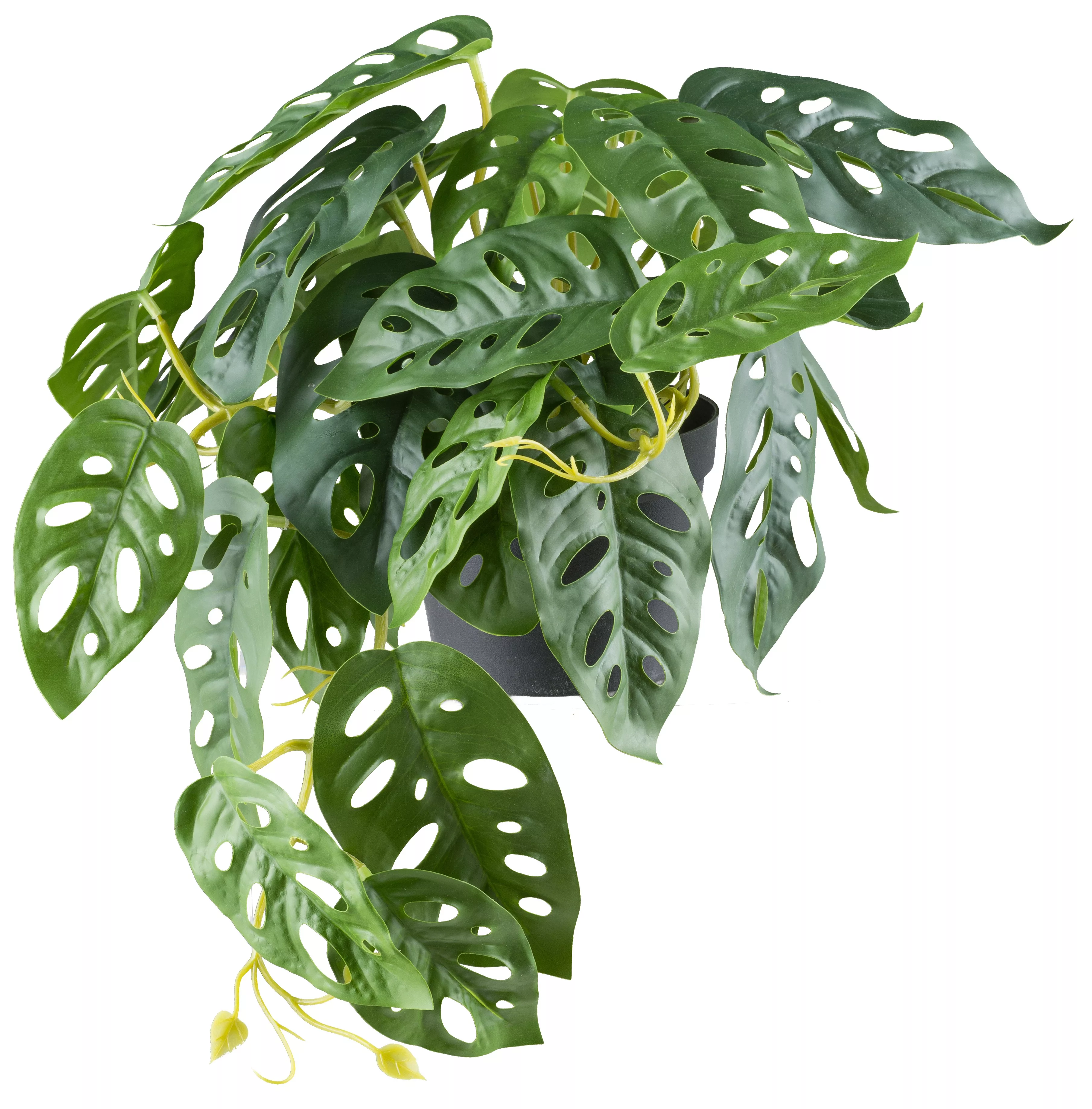 Creativ green Kunstpflanze "Monstera adesonii", mit naturgetreuem Blattwerk günstig online kaufen