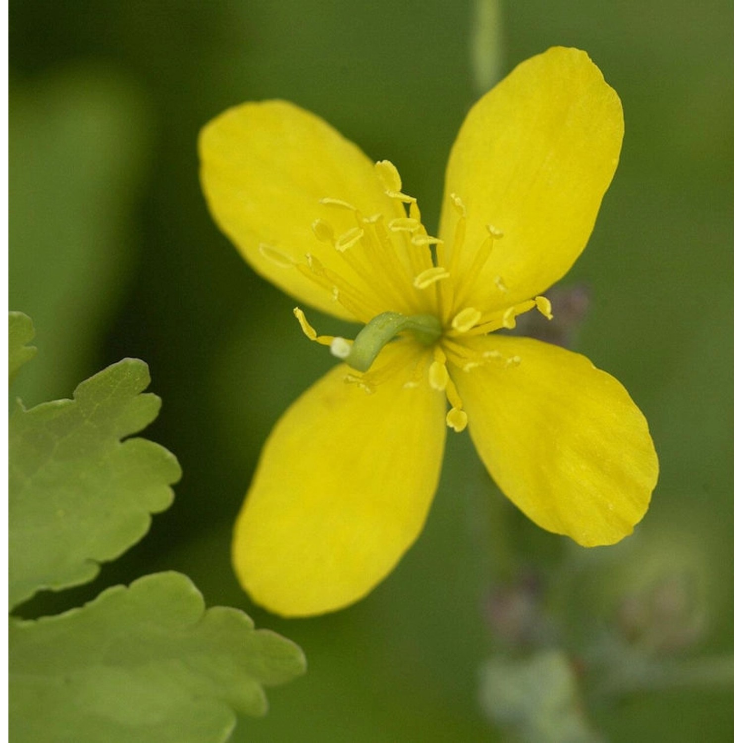 Schöllkraut - Chelidonium majus günstig online kaufen