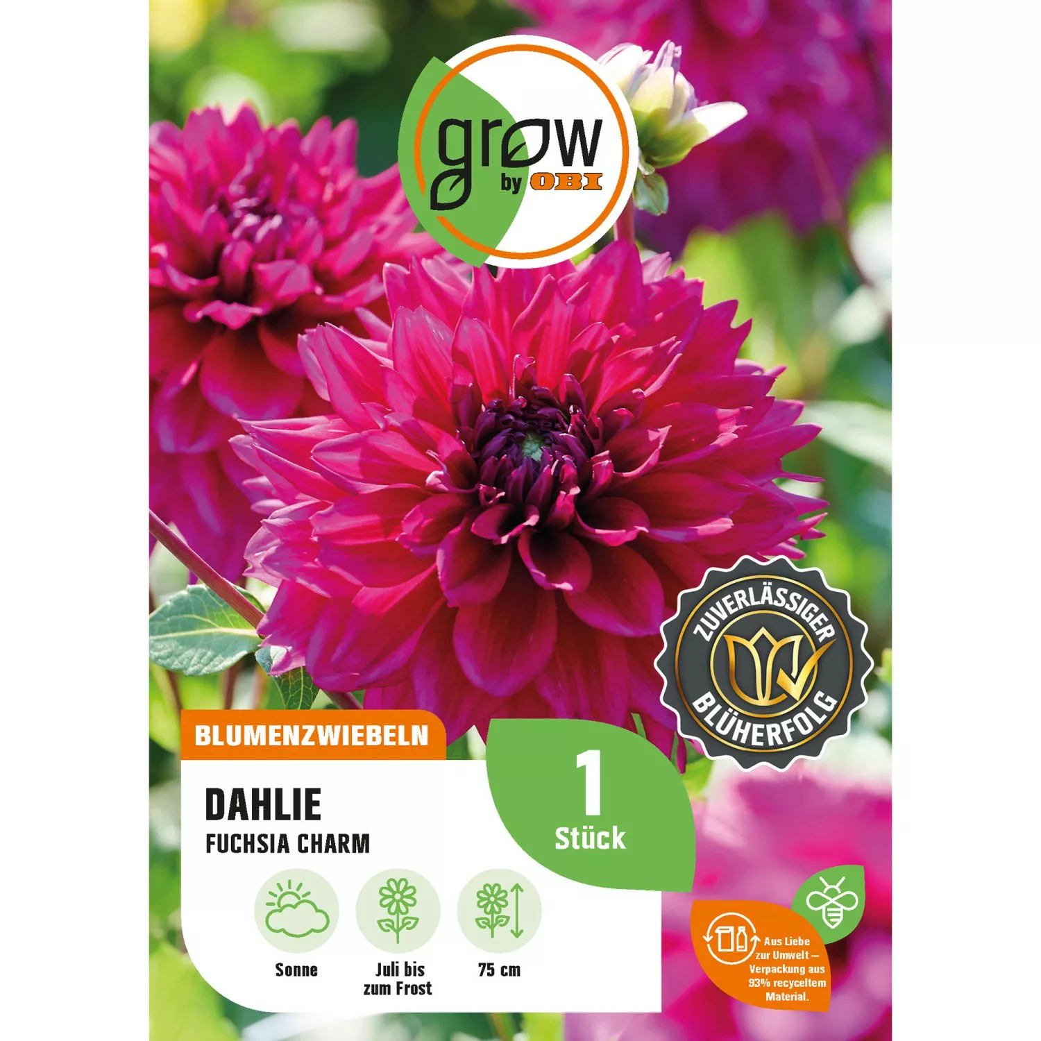 GROW by OBI Dahlie Fuchsia Charm Höhe ca. 75 cm günstig online kaufen