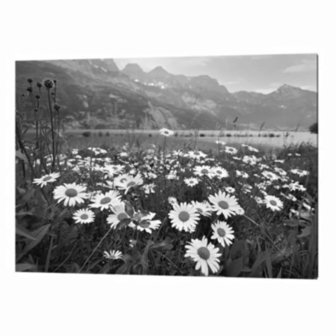 Any Image Wandbild Gänseblümchen grau Gr. 40 x 50 günstig online kaufen