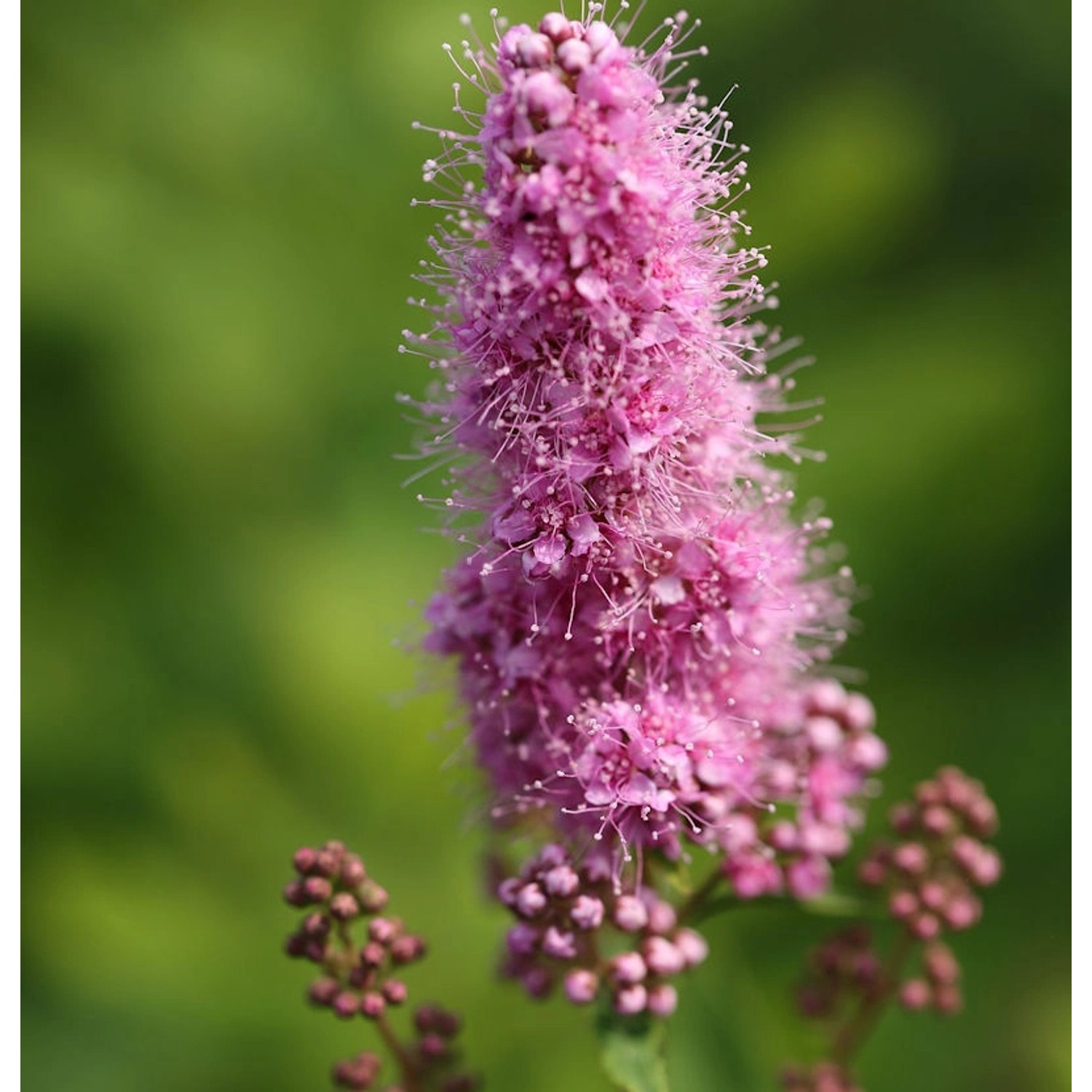 Kolbenspiere Triumphans 40-60cm - Spiraea billardii günstig online kaufen