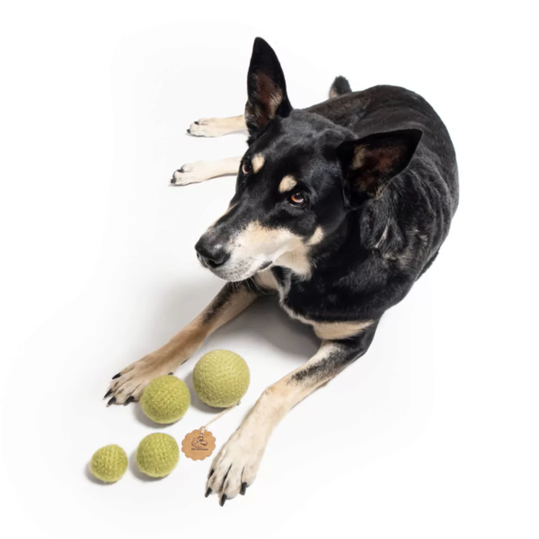 Hundespielzeug Ball Amy günstig online kaufen