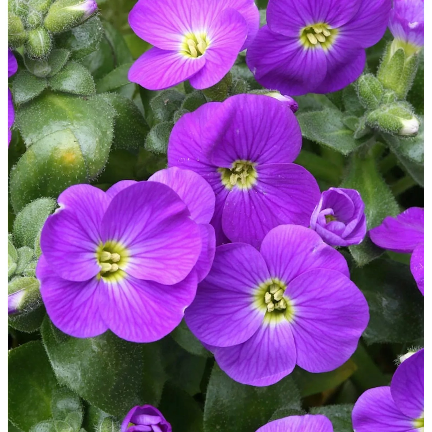 Blaukissen Bougainvillea - Aubrieta cultorum günstig online kaufen