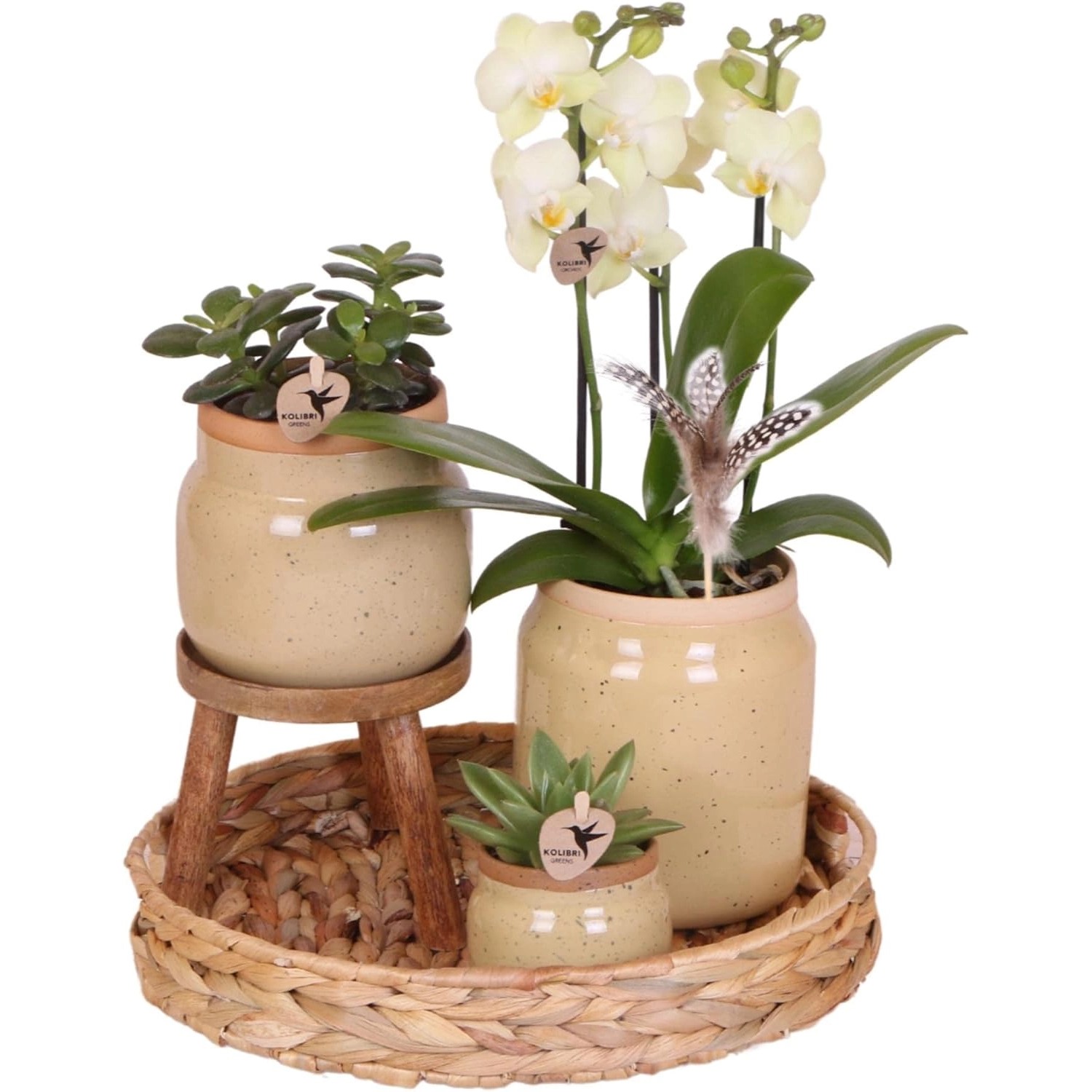 Kolibri Orchideen Grünpflanzenset mit gelber Phalaenopsis Orchidee in Vinta günstig online kaufen