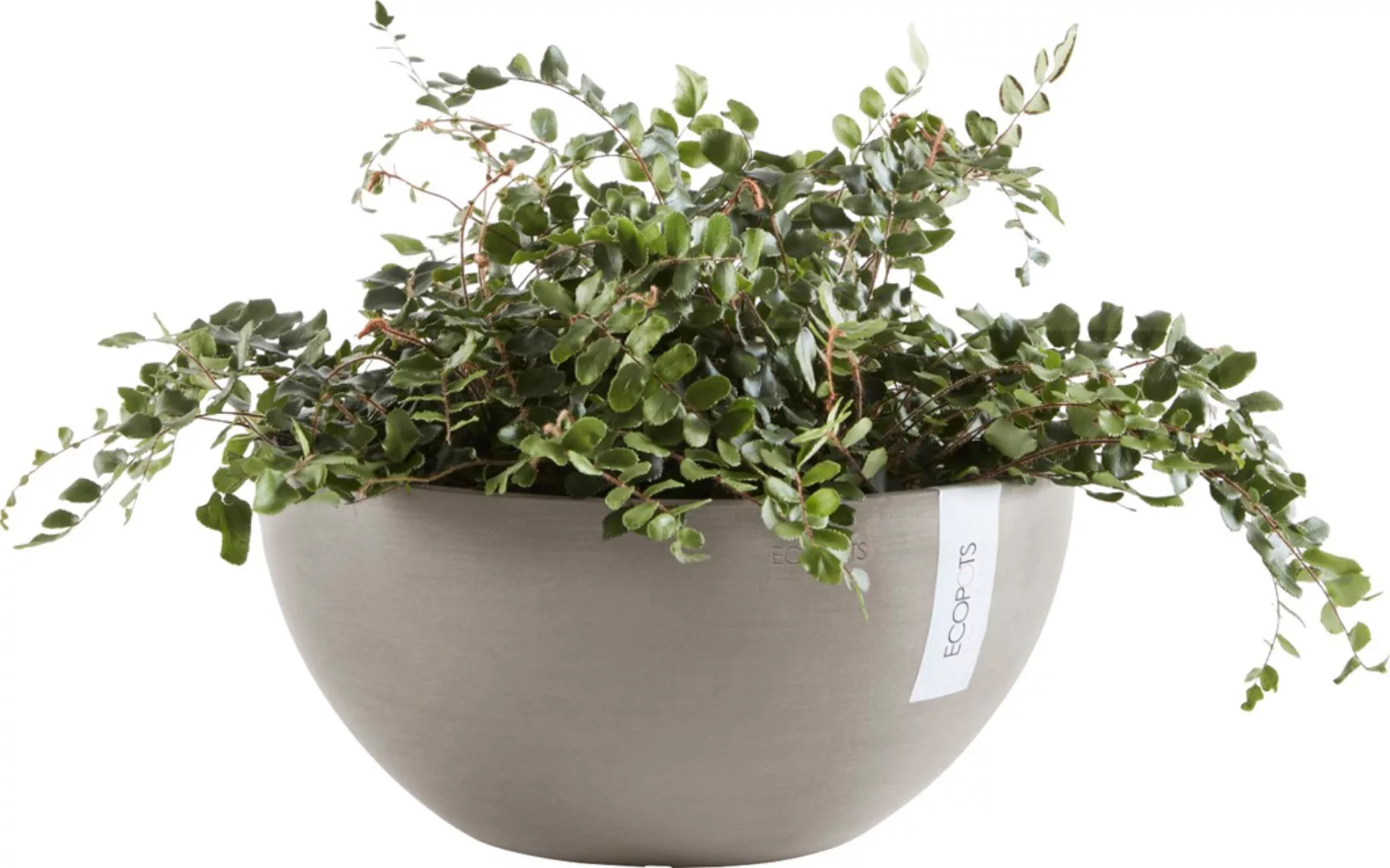 ECOPOTS Blumentopf "BRUSSELS Taupe", BxTxH: 35x35x16,5 cm günstig online kaufen