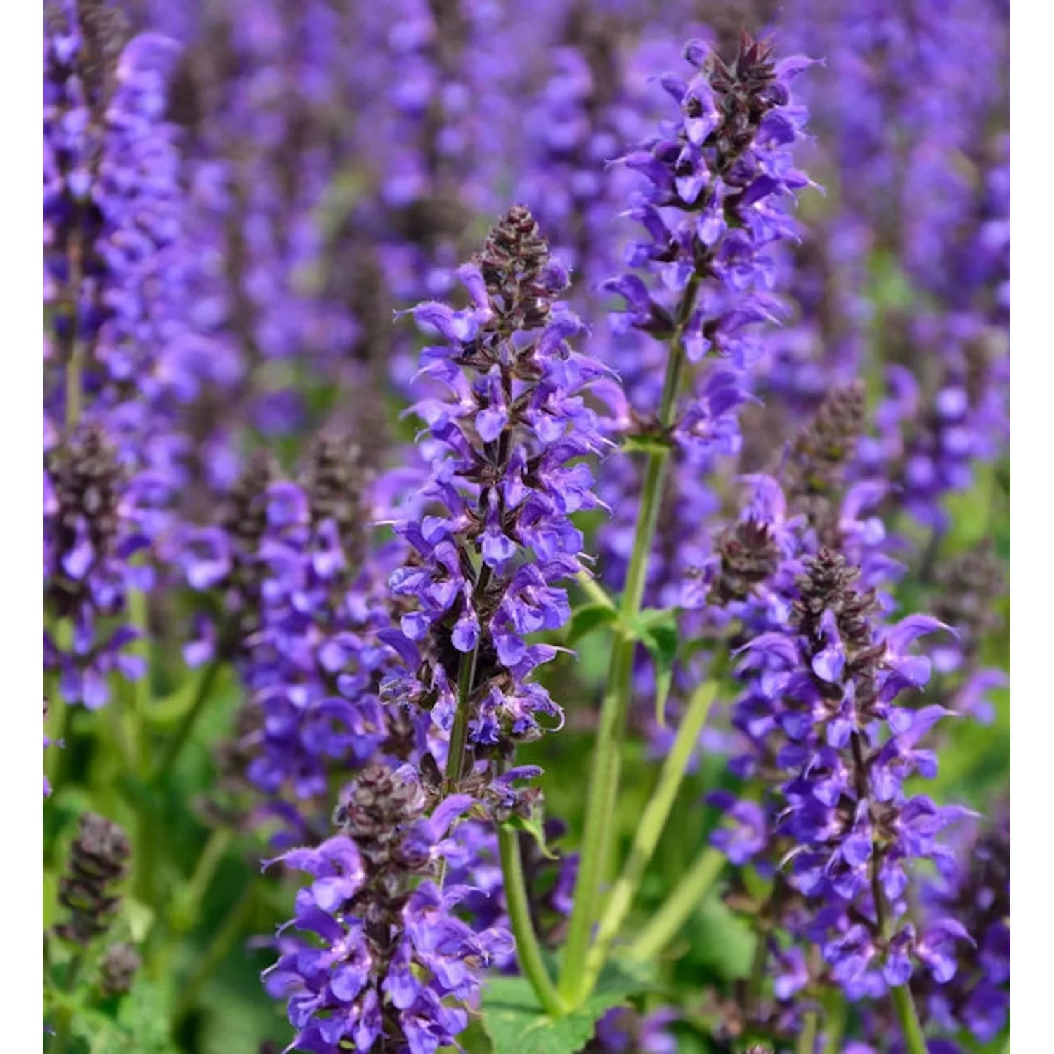 Salbei Mainacht - Salvia nemorosa günstig online kaufen