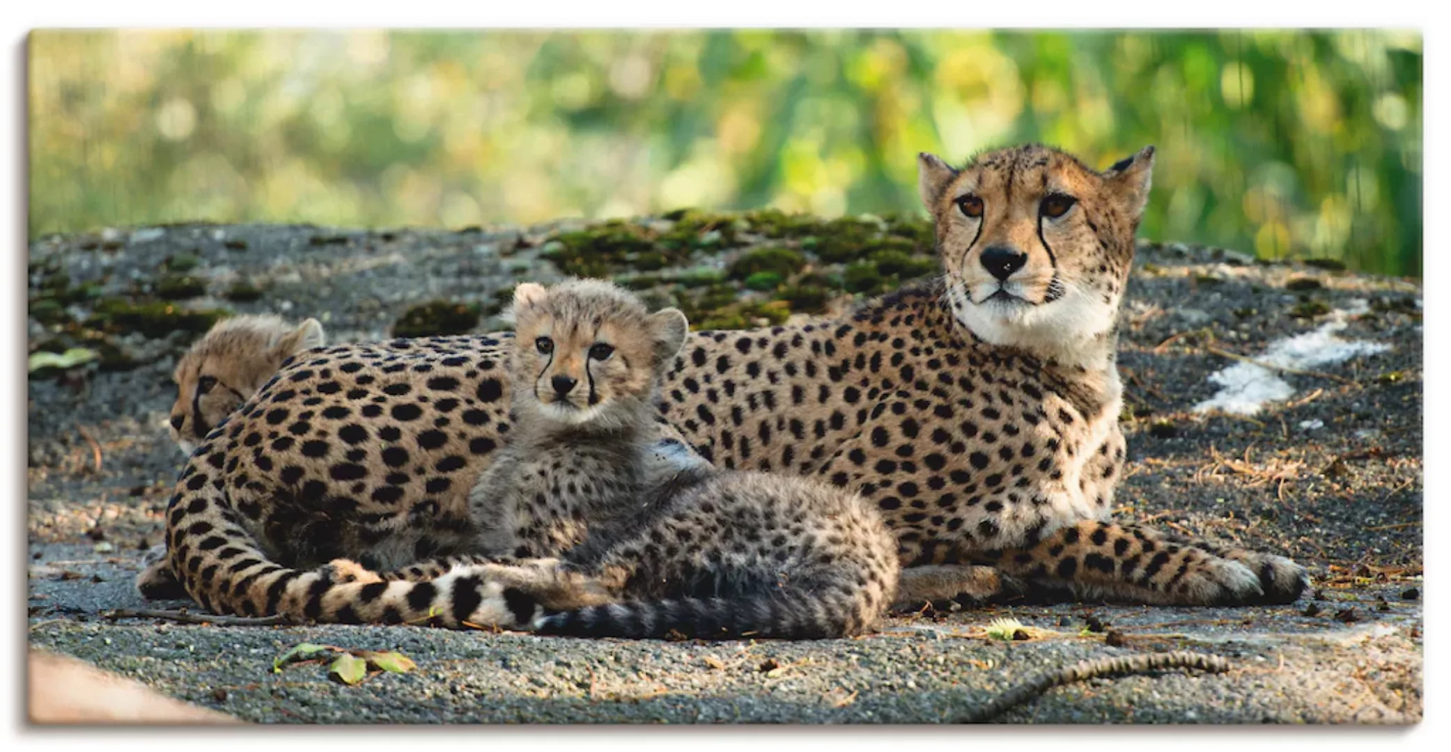 Artland Wandbild »Gepard 2«, Wildtiere, (1 St.), als Leinwandbild, Poster, günstig online kaufen