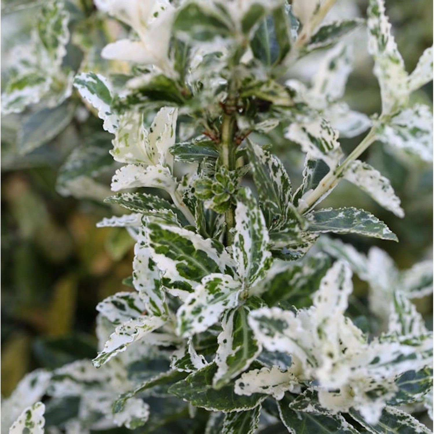 10x Kriechspindel Harlequin 15-20cm - Euonymus fortunei günstig online kaufen