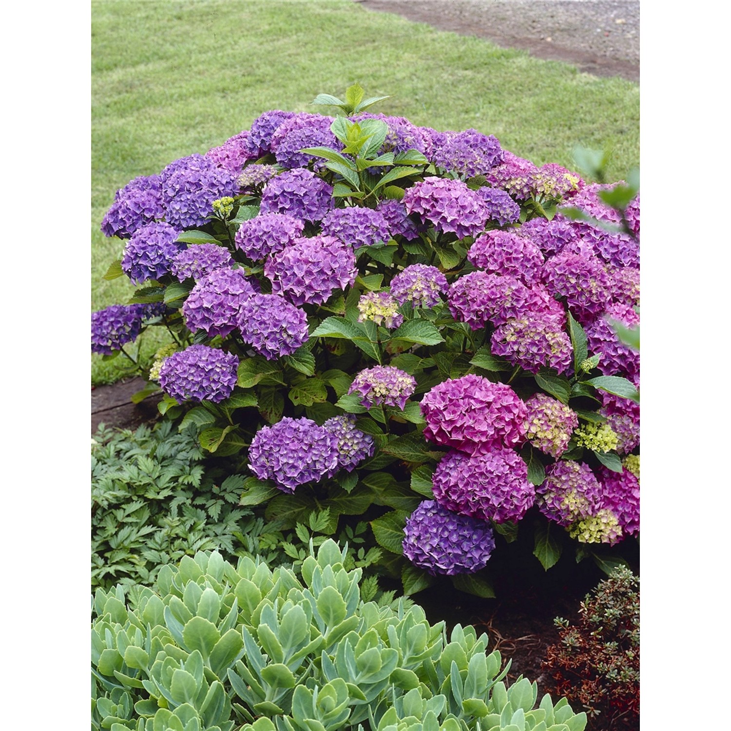 Bauernhortensie Deep Purple Dance Höhe ca. 50 - 60 cm Topf ca. 5 l Hydrange günstig online kaufen
