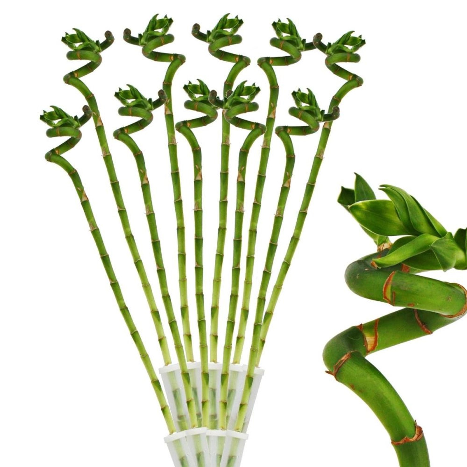 Exotenherz 10er Set Glücksbambus Lucky Bamboo Spiralförmig im Röhrchen Drac günstig online kaufen