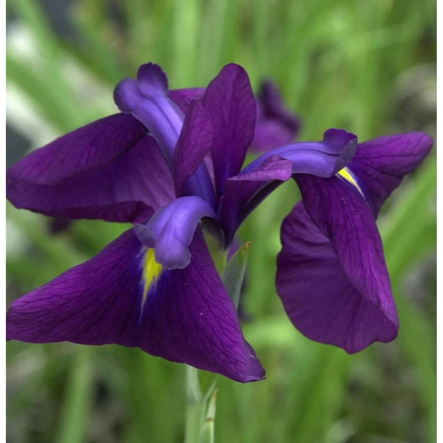 Japanische Sumpf Schwertlilie Variegata - Iris ensata günstig online kaufen