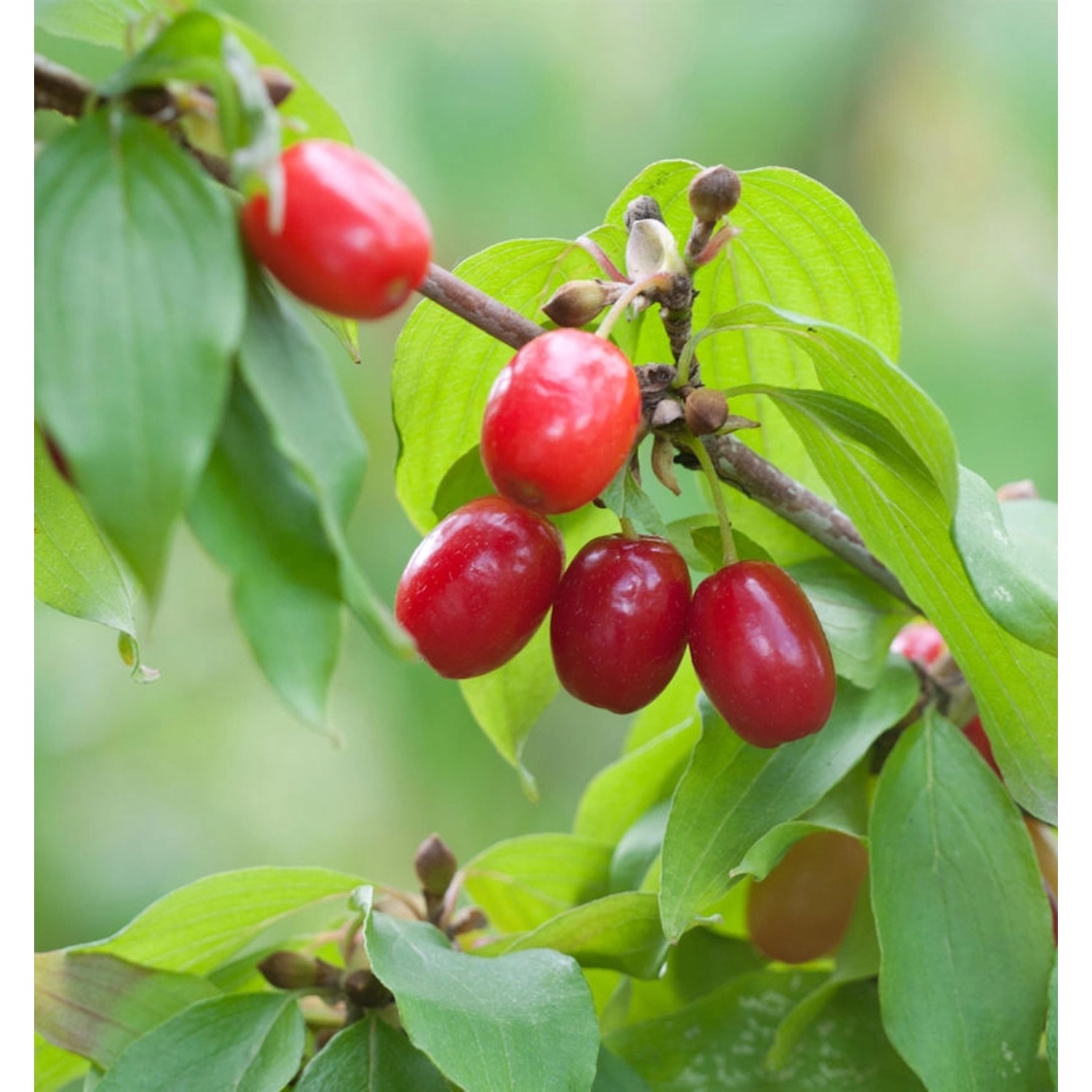 Kornellkirsche 125-150cm - Cornus mas günstig online kaufen