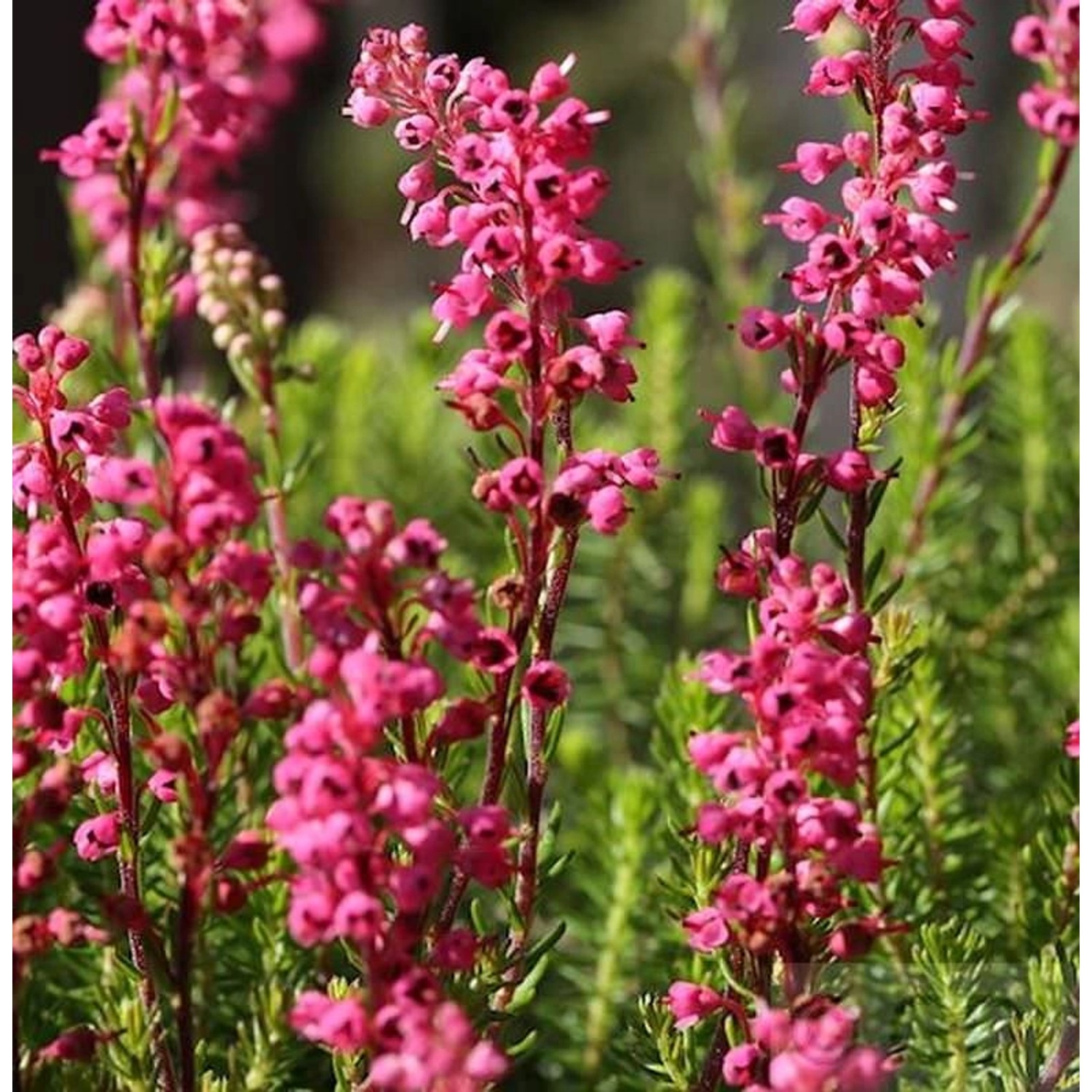 10x Englische Heide Kramers Rote - Erica carnea günstig online kaufen