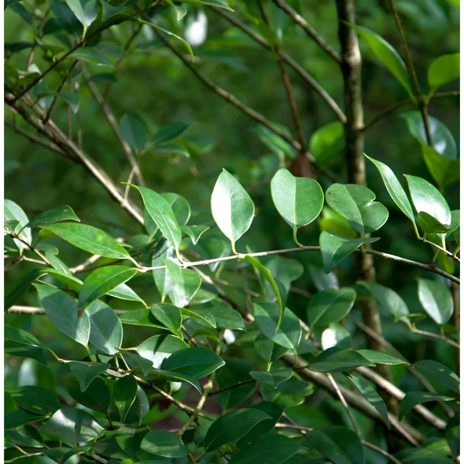 Glänzender Liguster Green Screen 60-80cm - Ligustrum lucidum günstig online kaufen