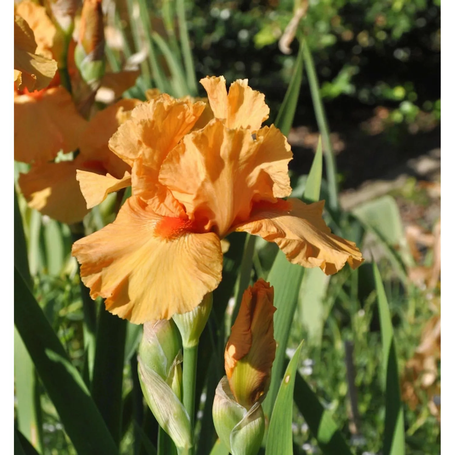 Mittelhohe Schwertlilie Maid of Orange - Iris barbata günstig online kaufen