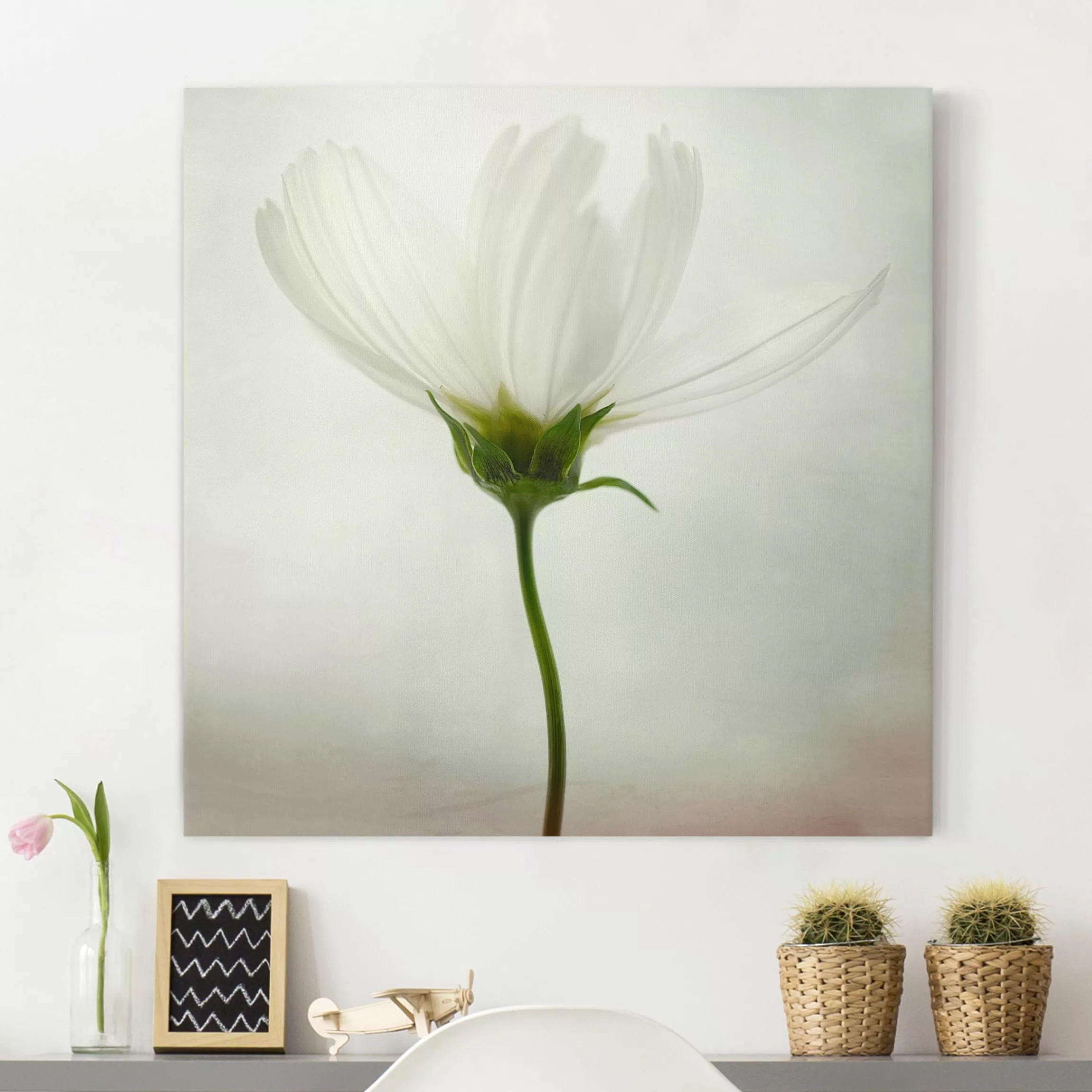 Leinwandbild Blumen - Quadrat Weiße Cosmea günstig online kaufen
