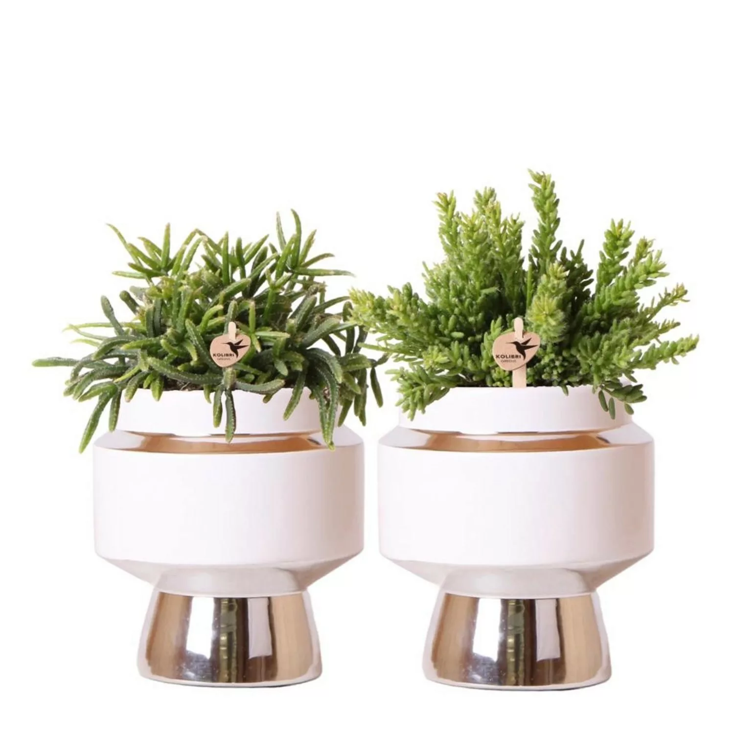 Kolibri Greens Rhipsalis 2Er Set Pflanzen In Silbernen Le Chic Ziertöpfen K günstig online kaufen