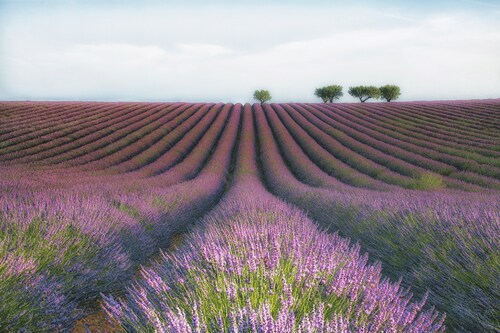 Papermoon Fototapete »Photo-Art MARGARITA CHERNILOVA, VELOURS DE LAVENDER« günstig online kaufen