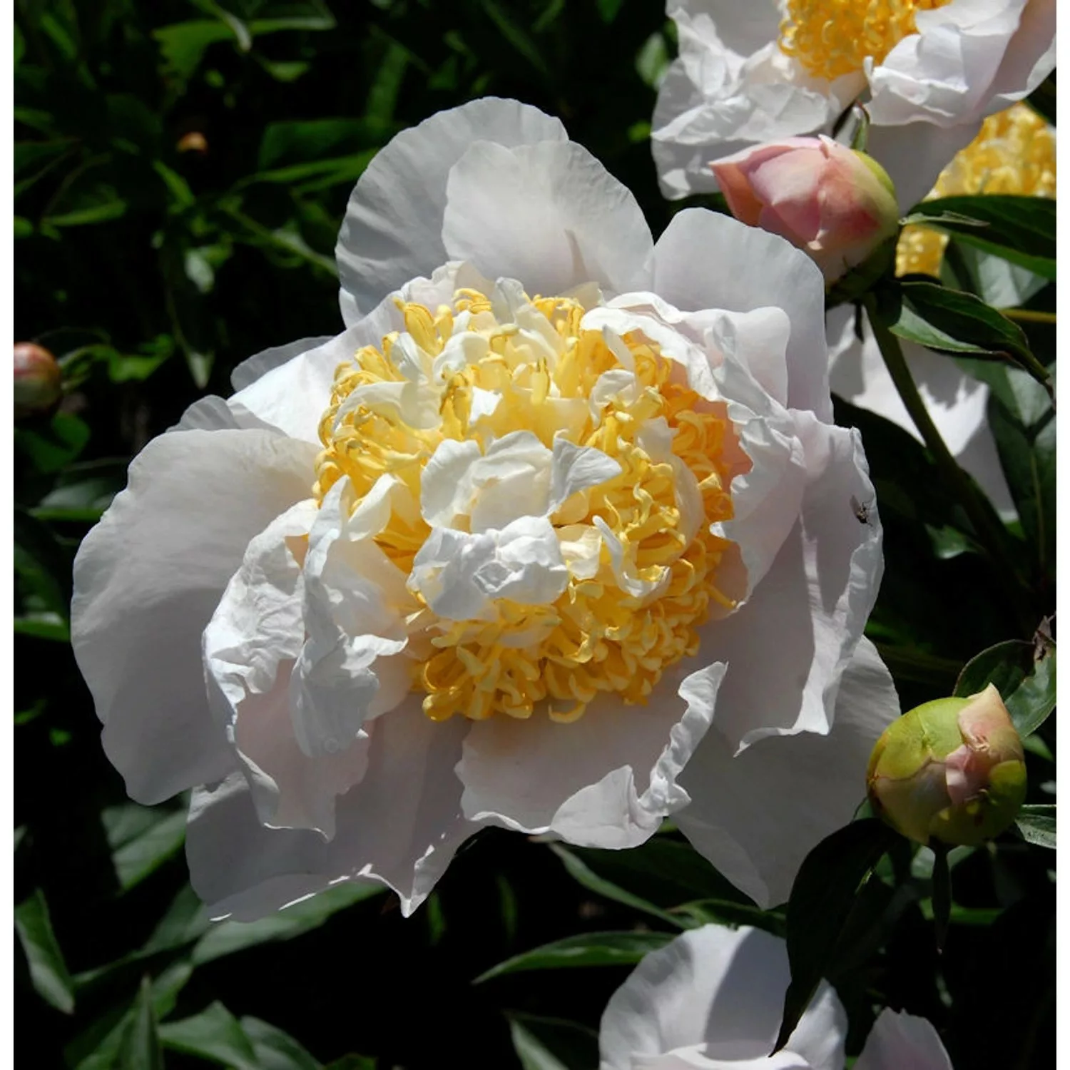 Edelpfingstrose Moon of Nippon - Paeonia lactiflora günstig online kaufen