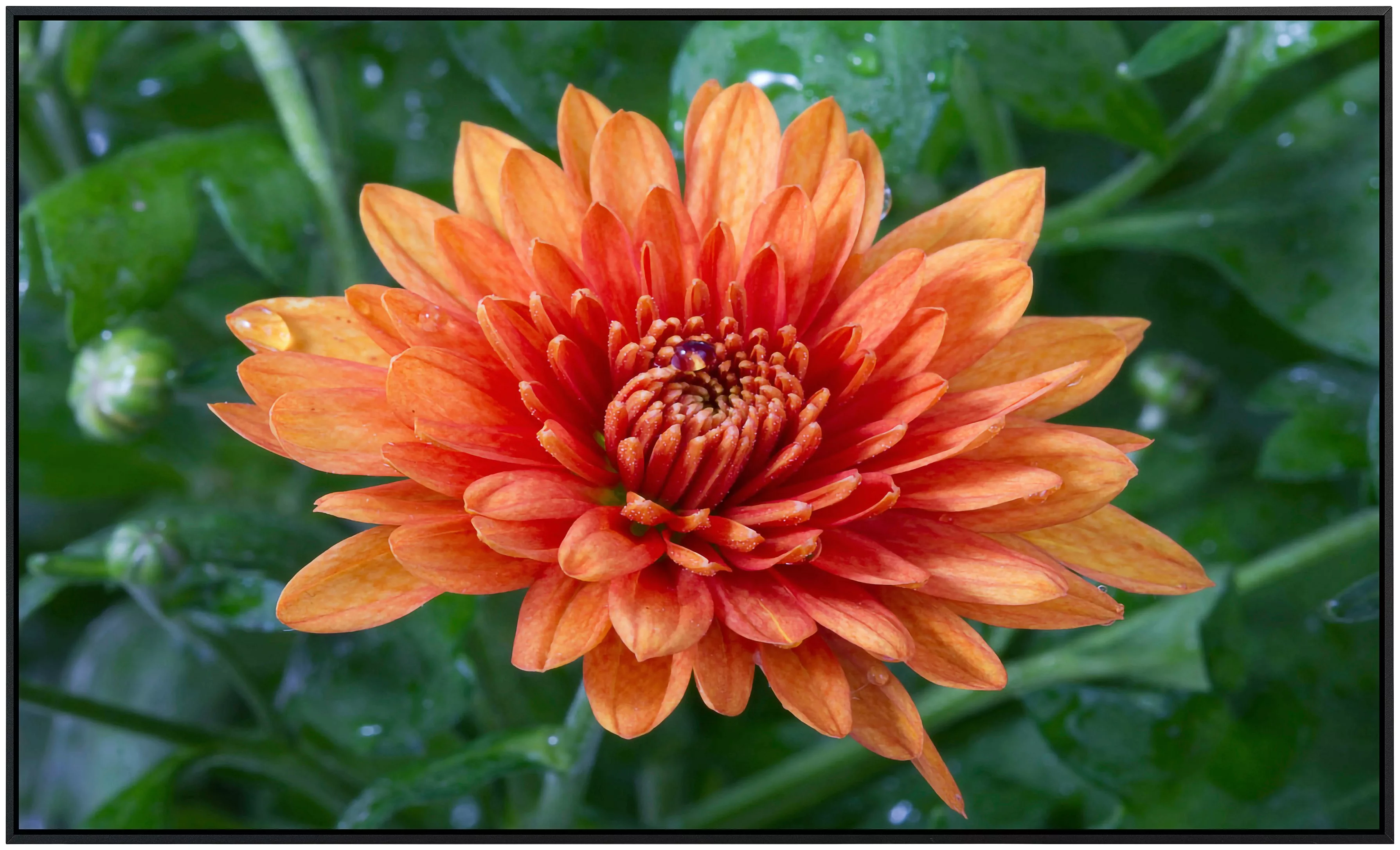 Papermoon Infrarotheizung »Blume« günstig online kaufen