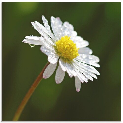 Artland Glasbild "Gänseblümchen", Blumen, (1 St.), in verschiedenen Größen günstig online kaufen