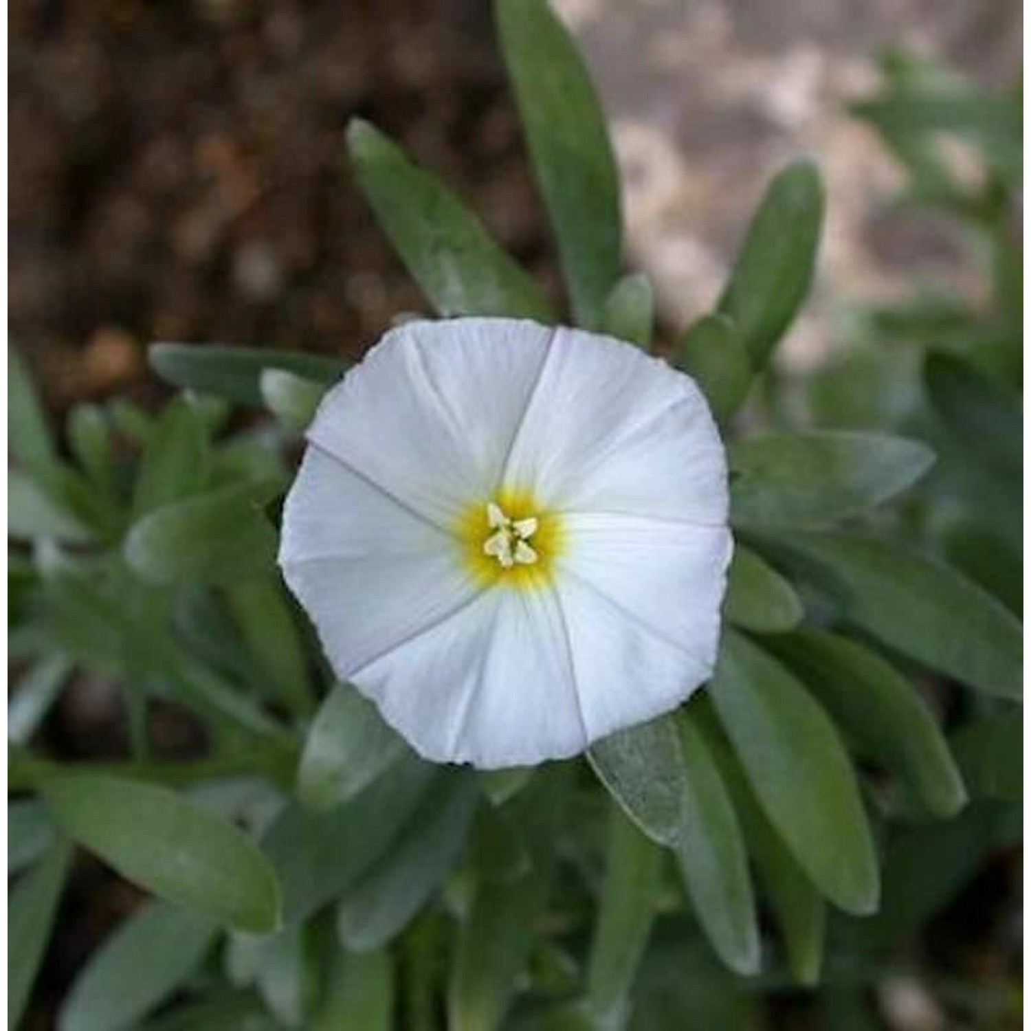 Silberwinde - Convolvulus cneorum günstig online kaufen