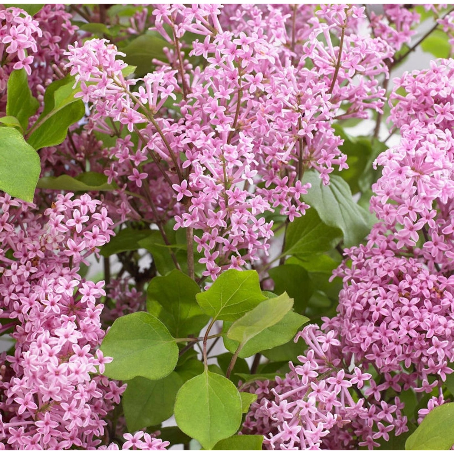 Hochstamm Zwergflieder Flowerfesta Purpur 60-80cm - Syringa günstig online kaufen