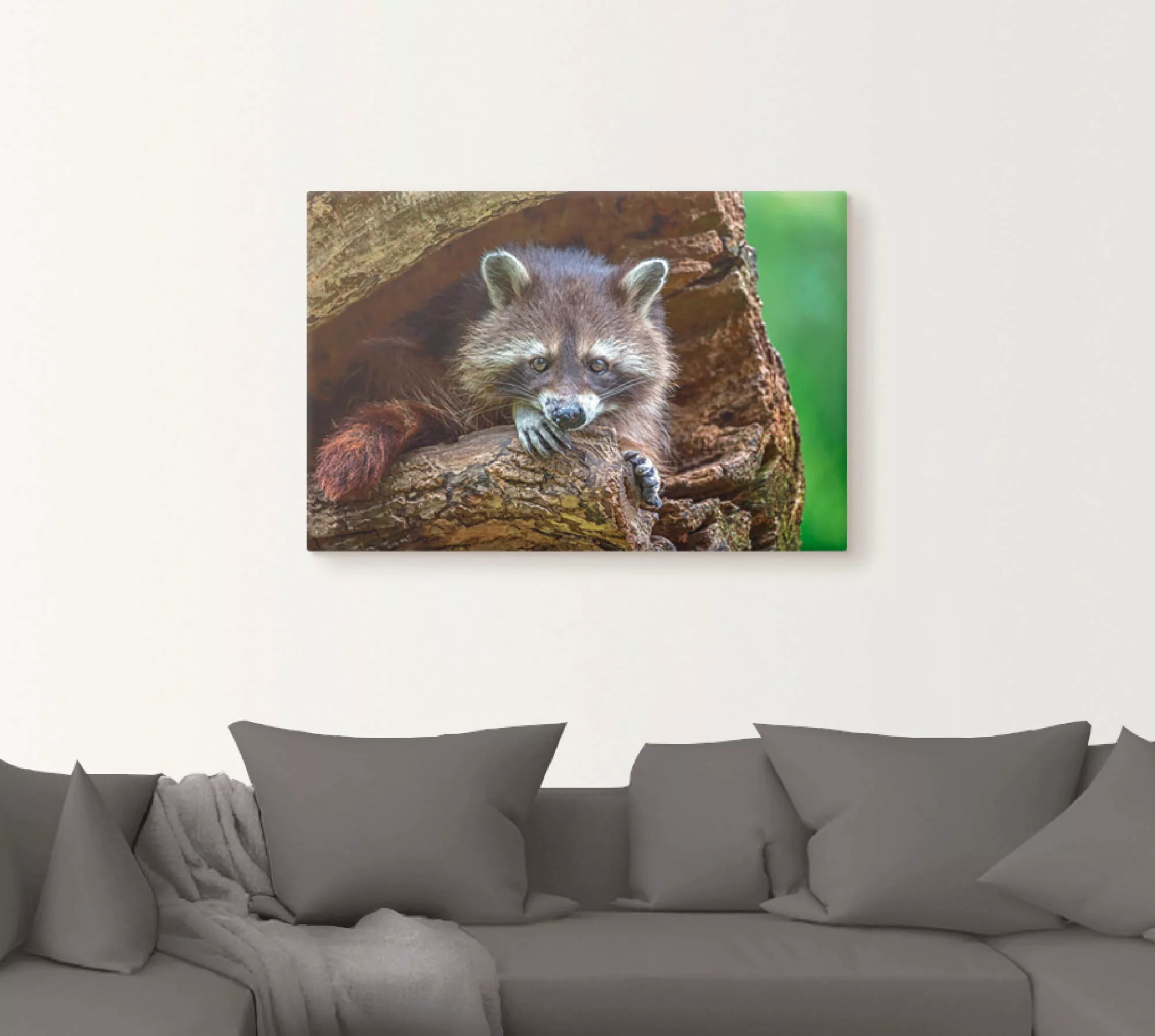 Artland Leinwandbild "Waschbär", Wildtiere, (1 St.) günstig online kaufen
