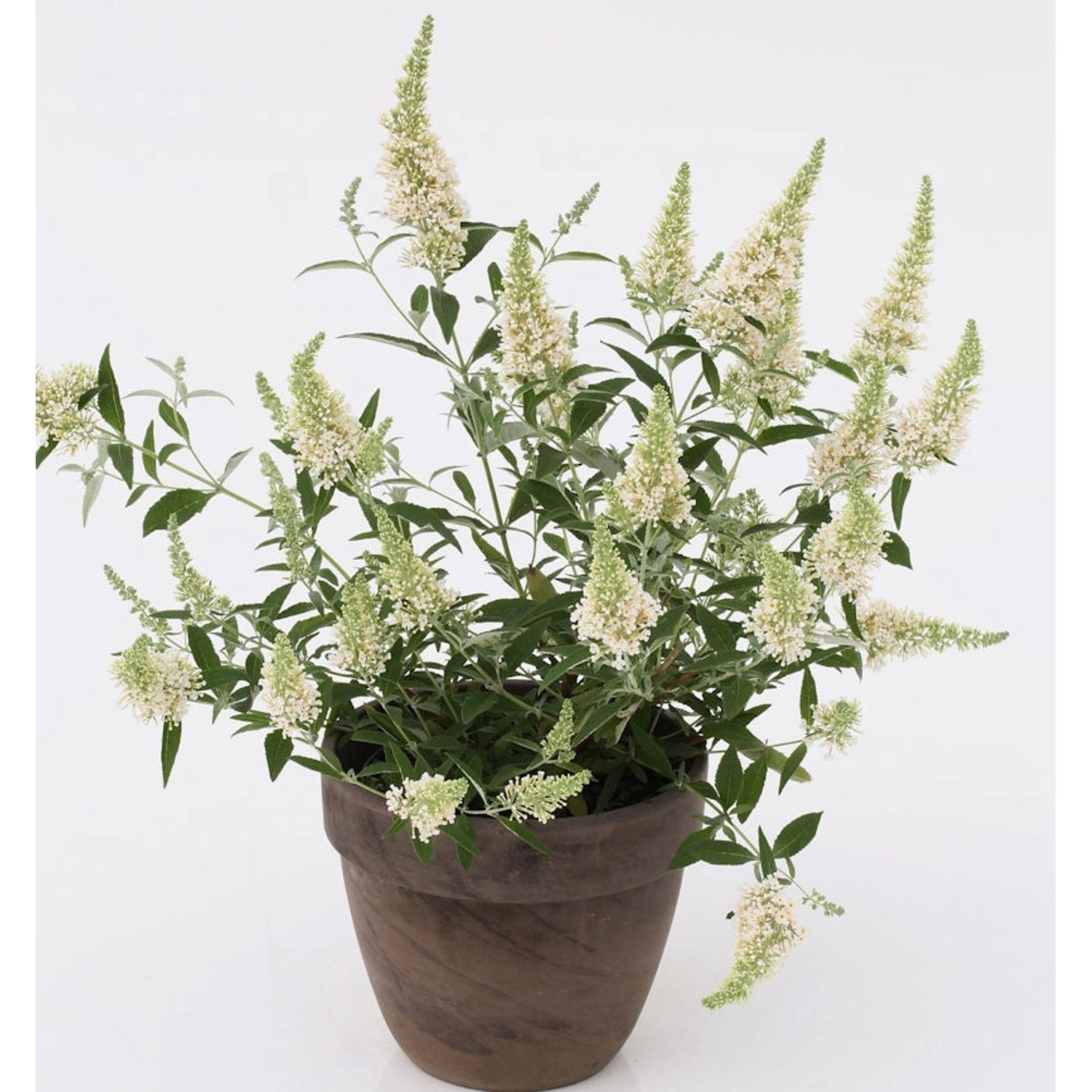 Sommerflieder Nanho White 40-60cm - Buddleja günstig online kaufen