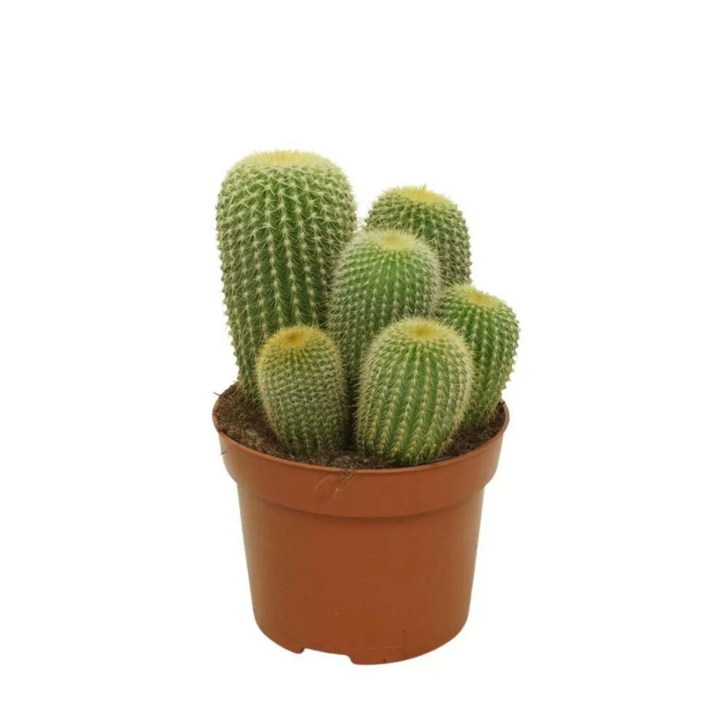 Exotenherz Goldenes Fass Notocactus Leninghausii Parodia Pflegeleichter Kak günstig online kaufen