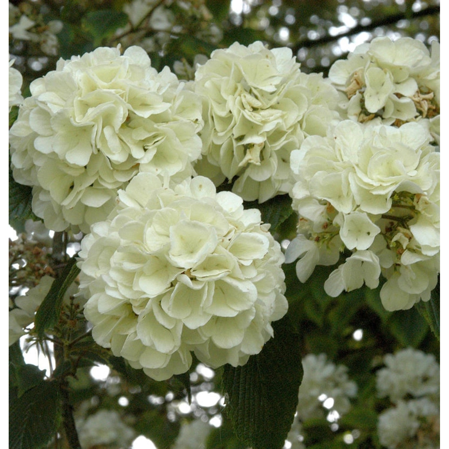 Japanischer Schneeball Openeing Day 40-60cm - Viburnum plicatum günstig online kaufen