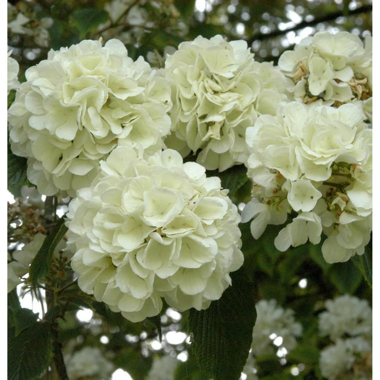 Japanischer Schneeball Openeing Day 80-100cm - Viburnum plicatum günstig online kaufen