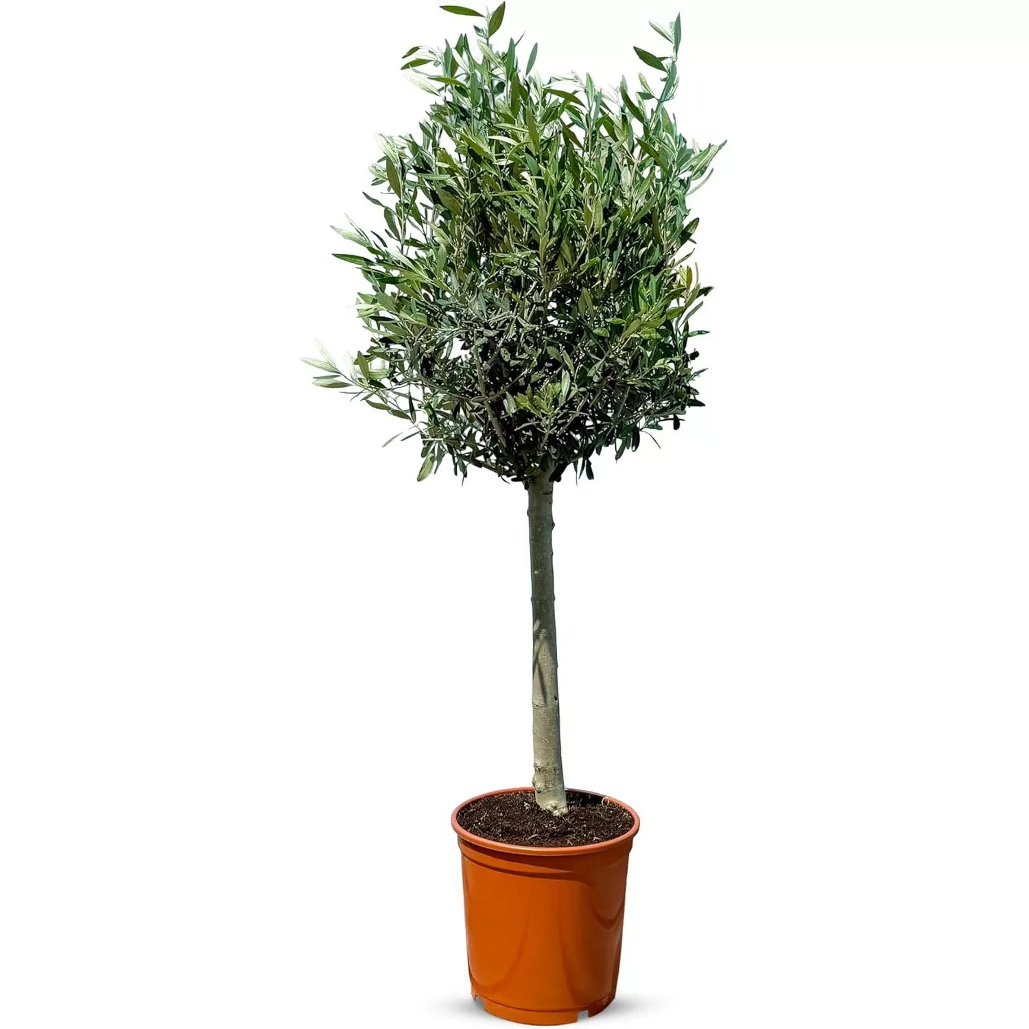 Sunny-Tree  Olivenbaum 10 Jahre Alt 100 Zentimeter Hoch Olea Europea Winter günstig online kaufen