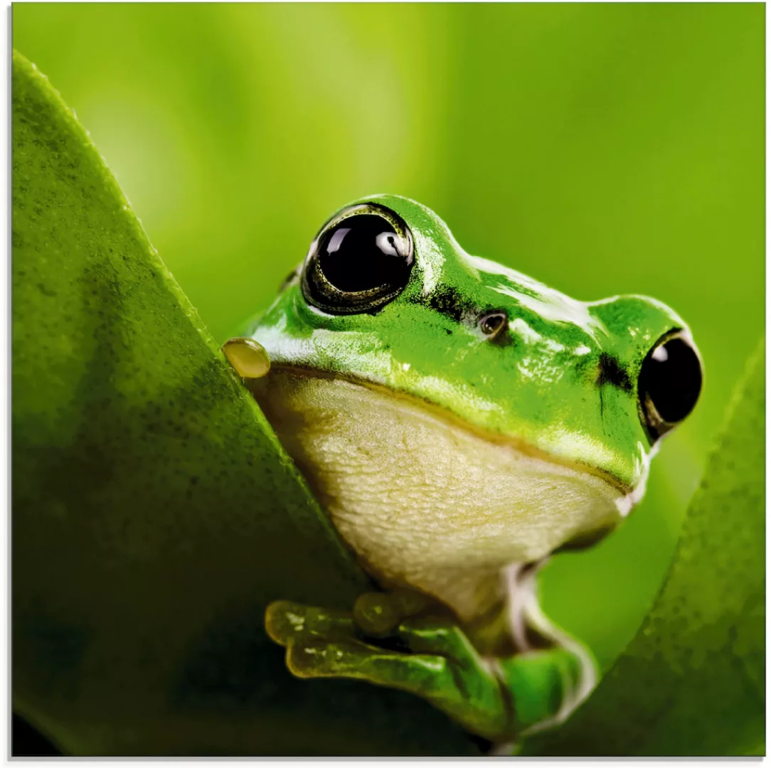 Artland Glasbild »Ausspähender Frosch«, Wassertiere, (1 St.), in verschiede günstig online kaufen