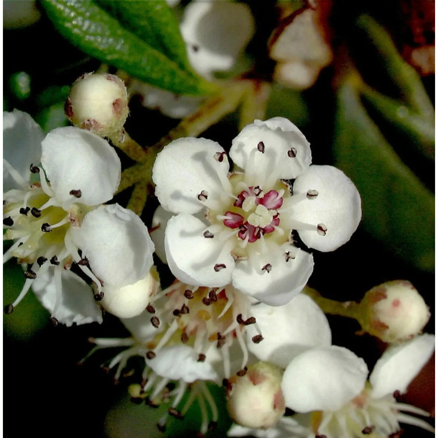 Hochstamm Kriechmispel Parkteppich 80-100cm - Cotoneaster salicifolius günstig online kaufen