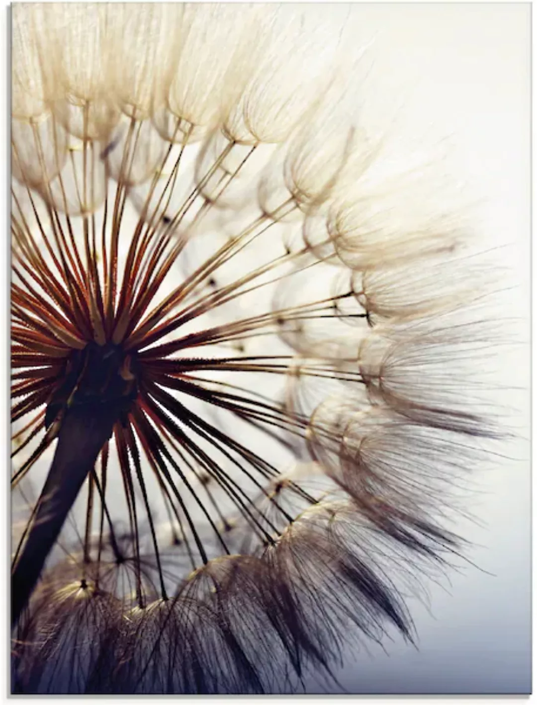 Artland Glasbild »Große Pusteblume«, Blumen, (1 St.), in verschiedenen Größ günstig online kaufen