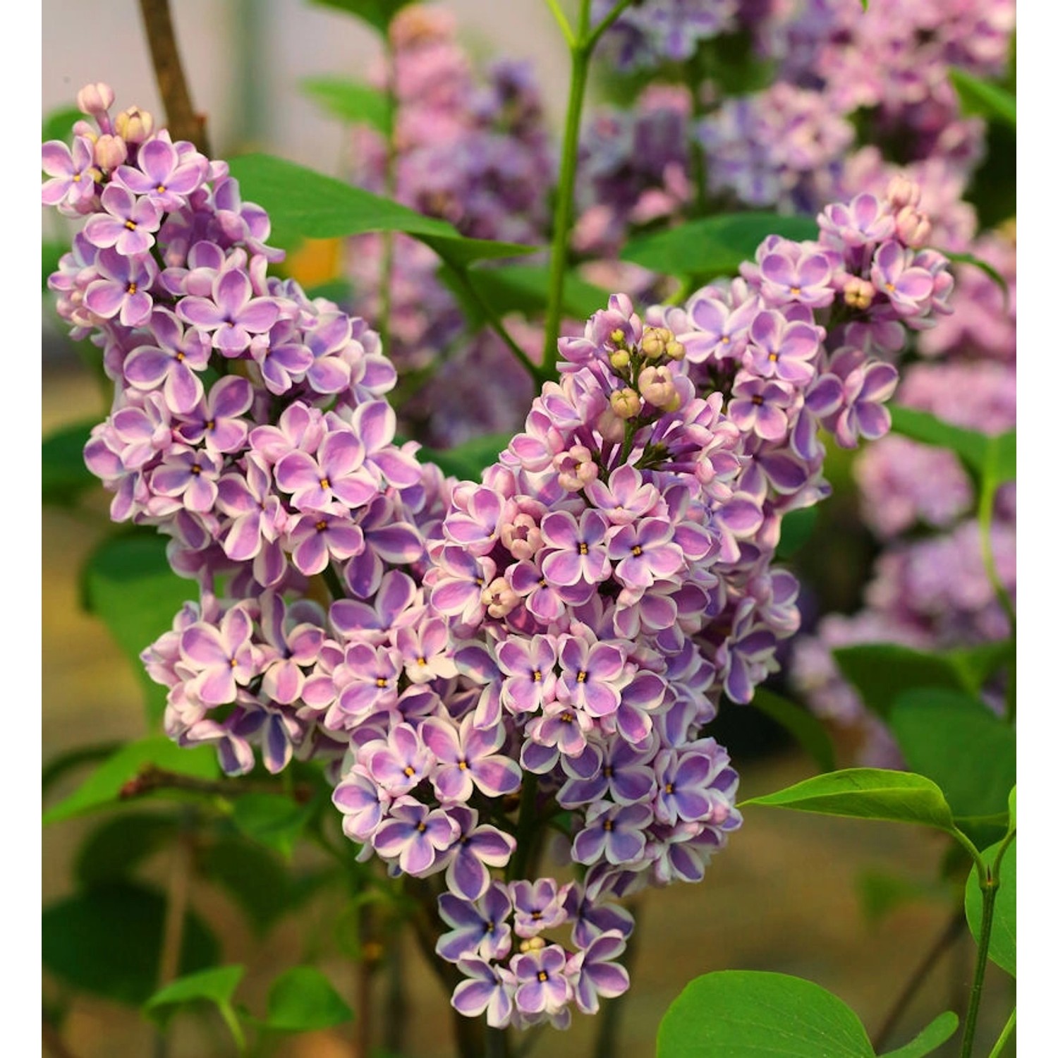 Hochstamm Edelflieder Sensation 60-80cm - Syringa vulgaris günstig online kaufen