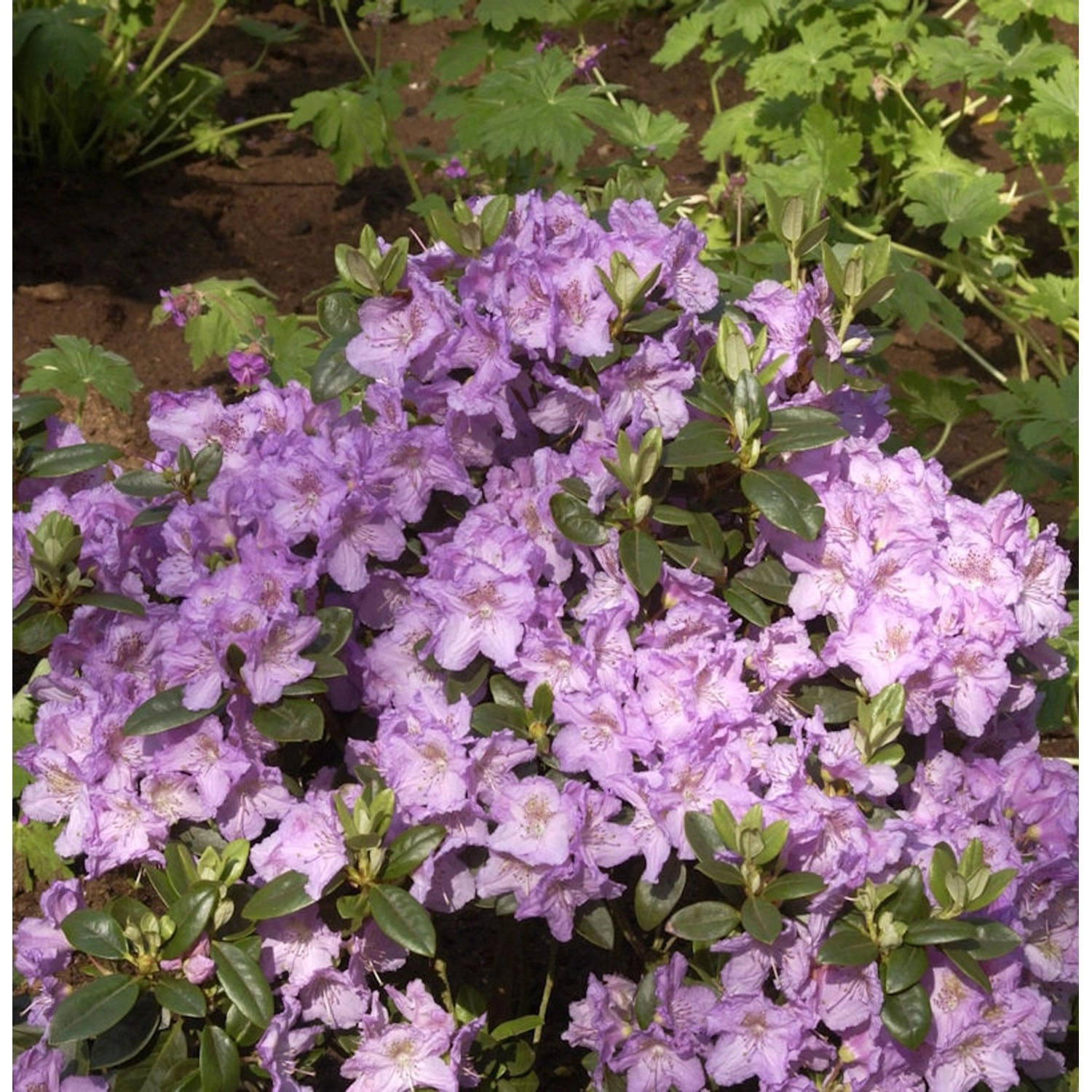 Zwerg Rhododendron Lavendula 30-40cm - Rhododendron saluenense - Zwerg Alpe günstig online kaufen