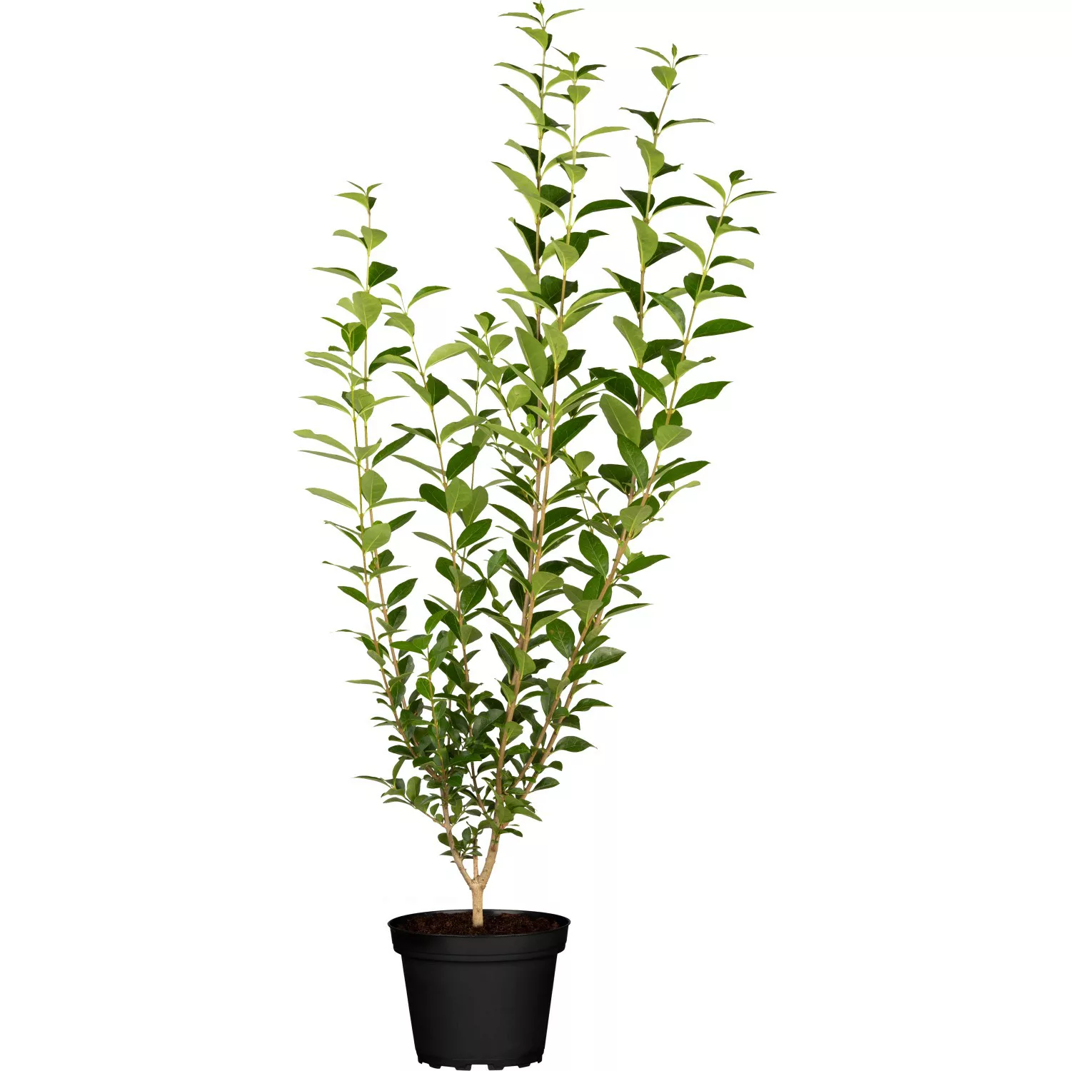 Liguster Grün Höhe ca. 60 - 80 cm Topf ca. 3 l Ligustrum vulgare Atrovirens günstig online kaufen