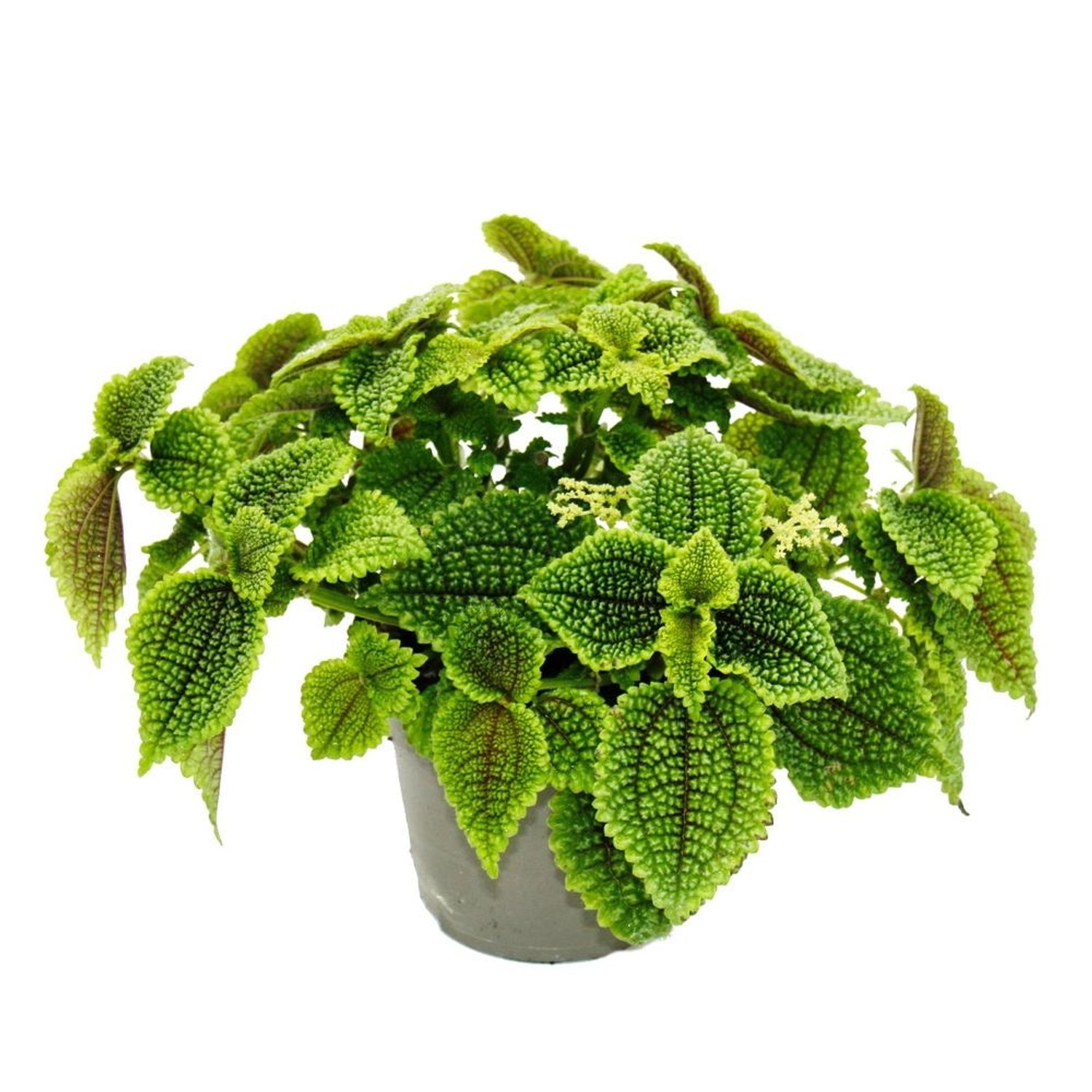 Exotenherz Kanonierpflanze Pilea Involucrata Moon Valley Mondkraterpflanze günstig online kaufen